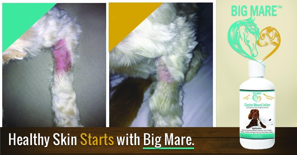 Big Mare Canine Wound Lotion Antibacterial/Antifungal. Clinically Proven Effective for Hot Spots, Open Wounds, Stitches, Yeast, Flea Irritation, Bug Bites & More. Veterinary Approved & Recommended - Image 4