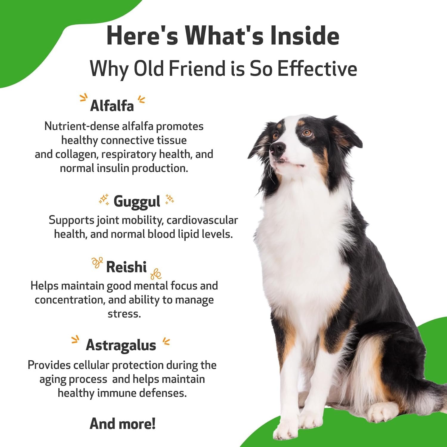 Pet Wellbeing Old Friend for Senior Dogs - Vet-Formulated - Aging Immune System & Joint Mobility Support in Older Canines - Natural Herbal Supplement 2 oz (59 ml) - Image 6