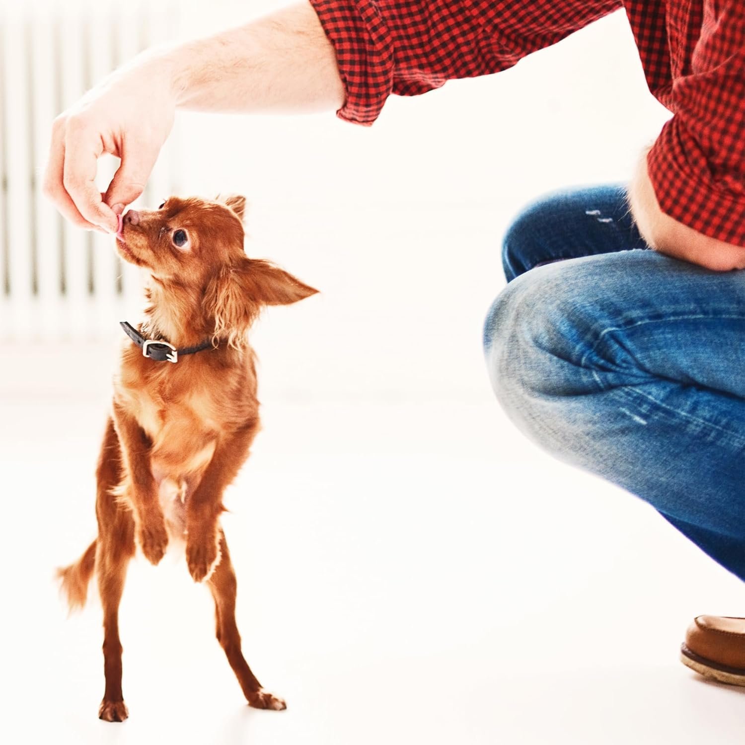 Fruitables Baked Dog Treats Pumpkin & Banana Flavor 7 Oz - Image 7