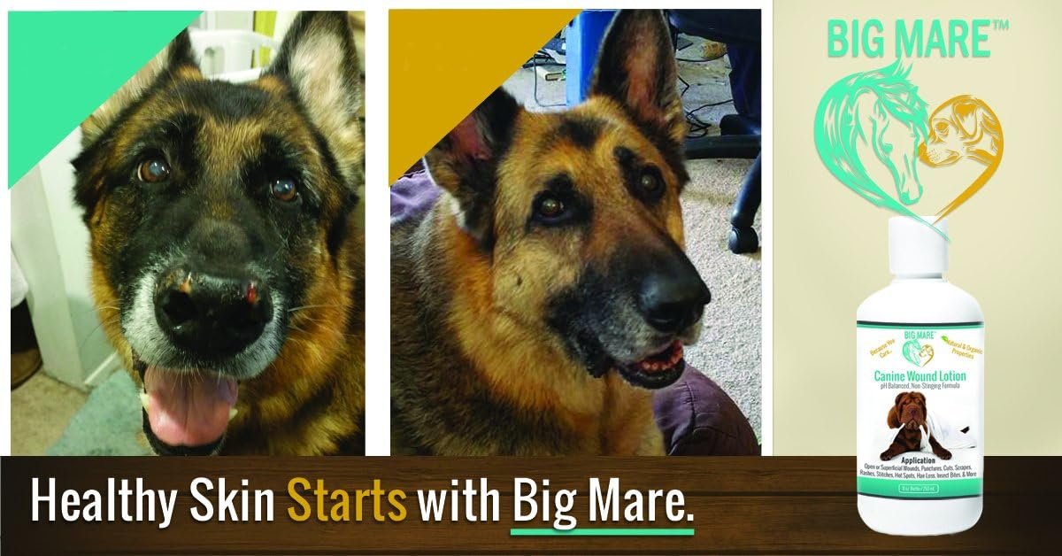 Big Mare Canine Wound Lotion Antibacterial/Antifungal. Clinically Proven Effective for Hot Spots, Open Wounds, Stitches, Yeast, Flea Irritation, Bug Bites & More. Veterinary Approved & Recommended - Image 3