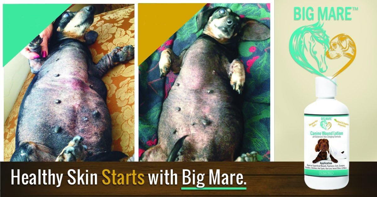 Big Mare Canine Wound Lotion Antibacterial/Antifungal. Clinically Proven Effective for Hot Spots, Open Wounds, Stitches, Yeast, Flea Irritation, Bug Bites & More. Veterinary Approved & Recommended - Image 5