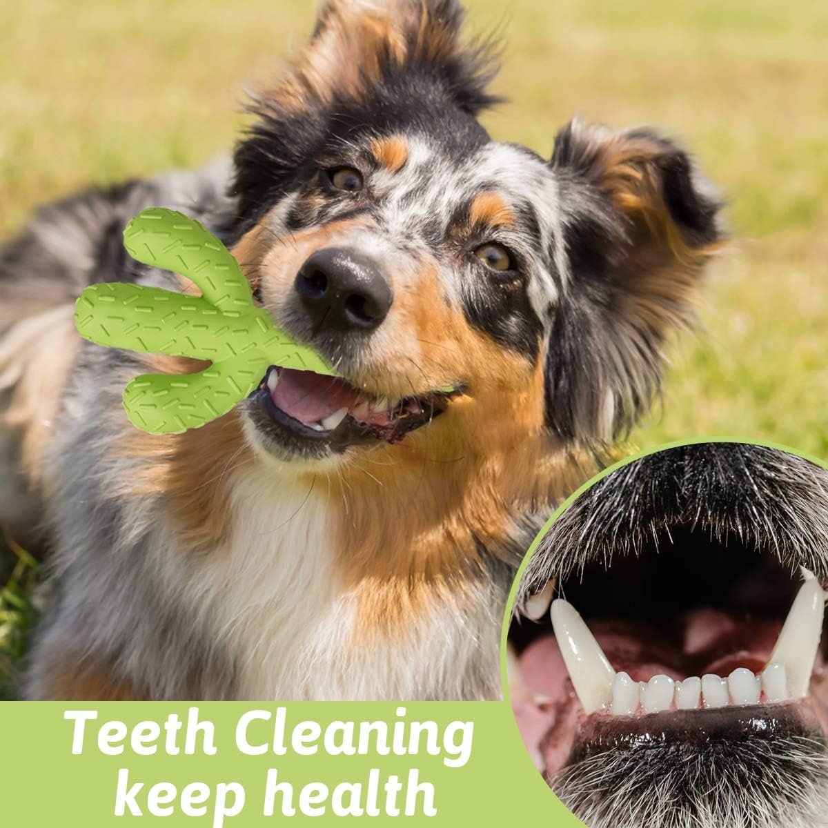 MewaJump Dog Chew Toys, Tough Rubber Dog Toys for Aggressive Chewers, Cactus Dog Toys for Training and Cleaning Teeth, Interactive Dog Toys for Medium/Large Dog - Image 8