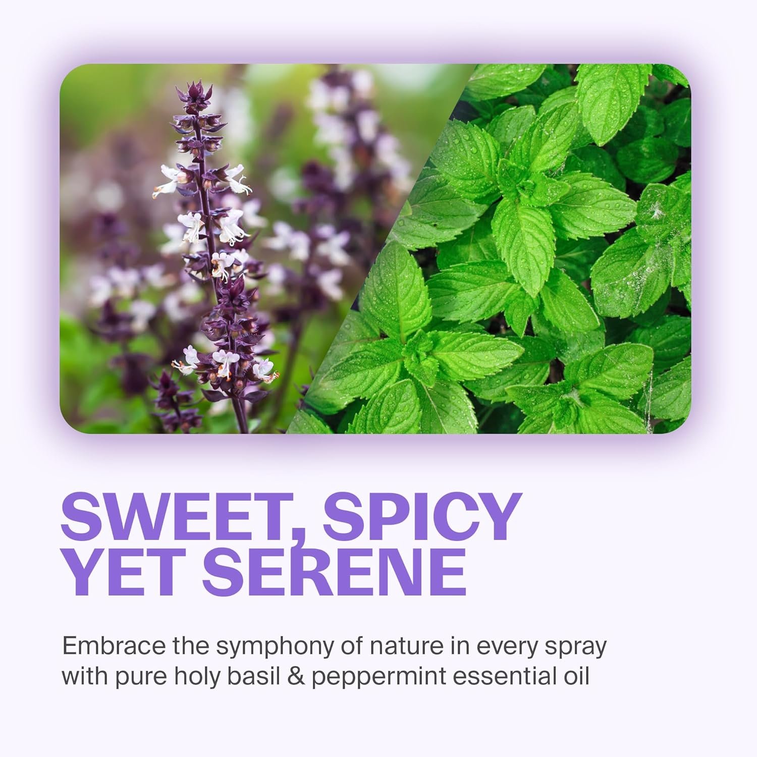 Fuwa3e Pineapple Enzyme Natural All Purpose Cleaner Spray Serene Holy Basil & Peppermint - 16.9oz 1 Pack - Non Toxic Multi Surface Cleaner 99% Plant Based Cleaner from Discarded Pineapple Peels - Image 8