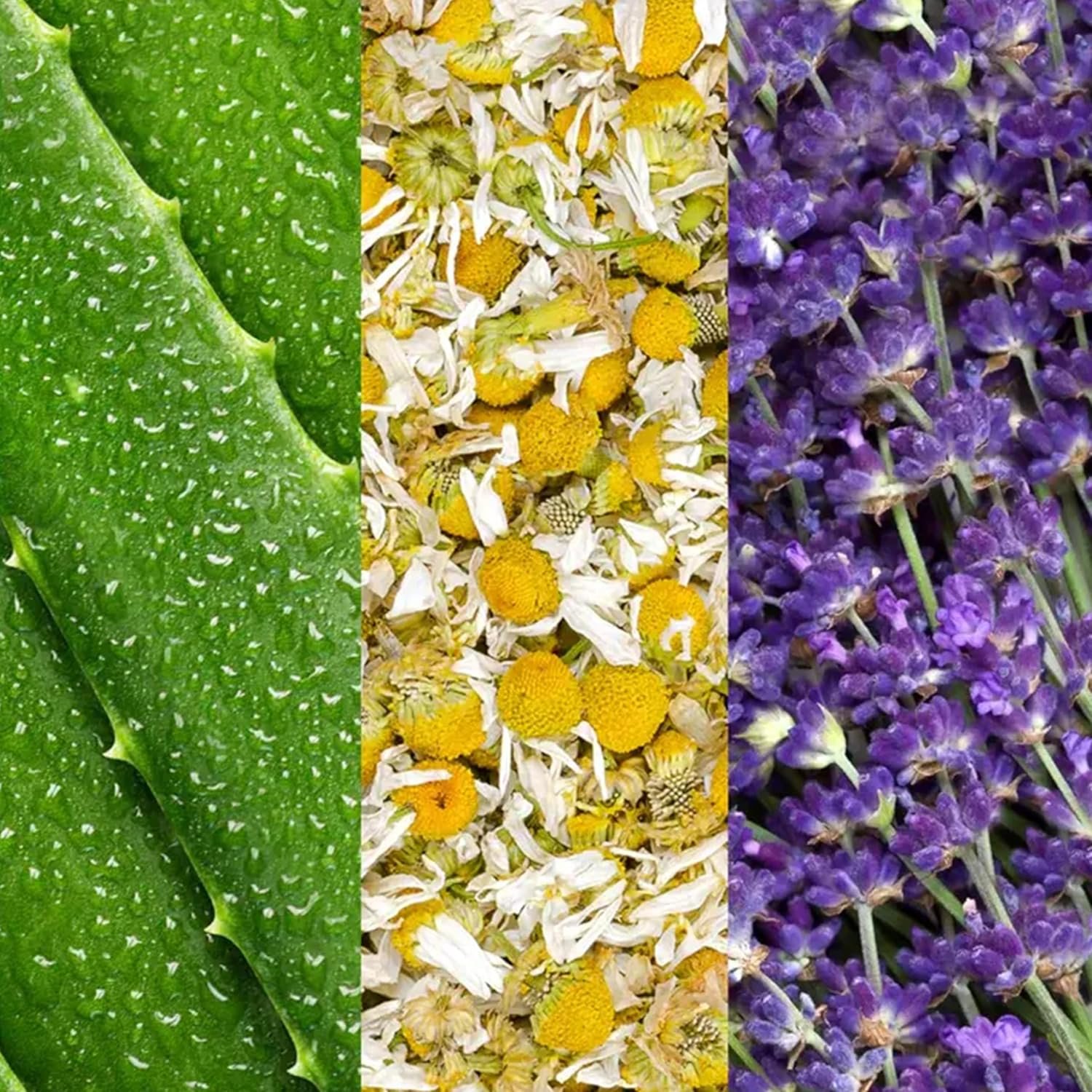 Mario Badescu Facial Spray Duo - Includes Aloe, Chamomile & Lavender PLUS Aloe, Cucumber & Green Tea Toner for Face, Neck or Hair - Cooling and Hydrating Face Mist for All Skin Types, Dewy Finish - Image 5