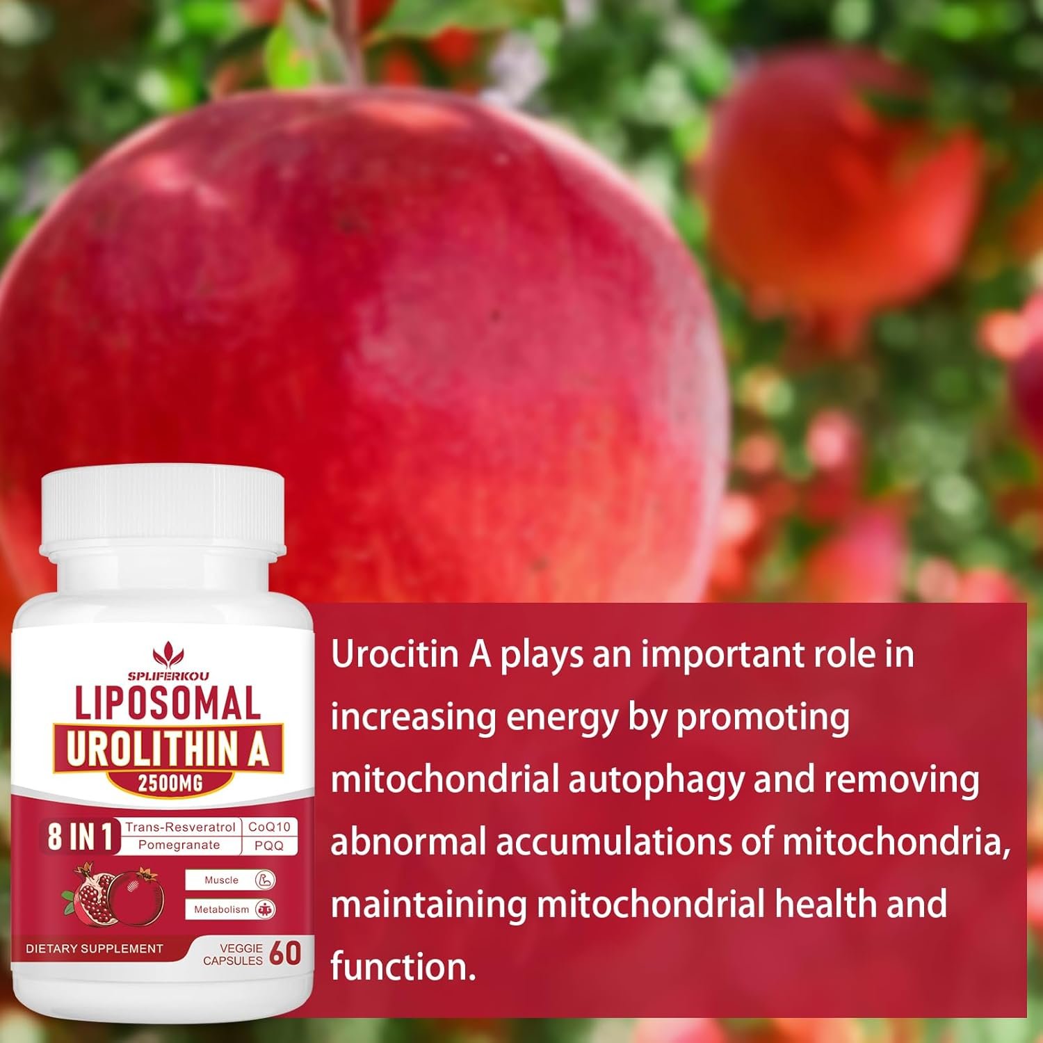 Liposomal Urolithin A Supplement 2500mg with Resveratrol,CoQ10,Pomegranate Fruit Extract,Premium Cellular Energy Regeneration,Gluten Free,60Capsules - Image 5