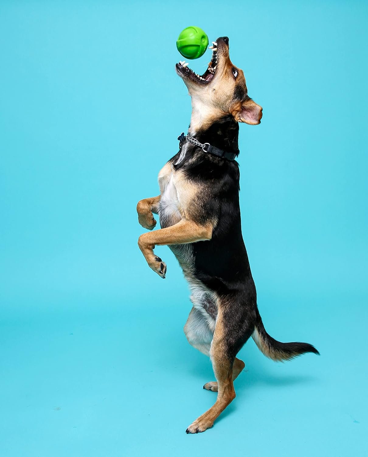 Hartz DuraPlay Bacon Scented Dog Toys, Small (Assorted Color) - Image 6