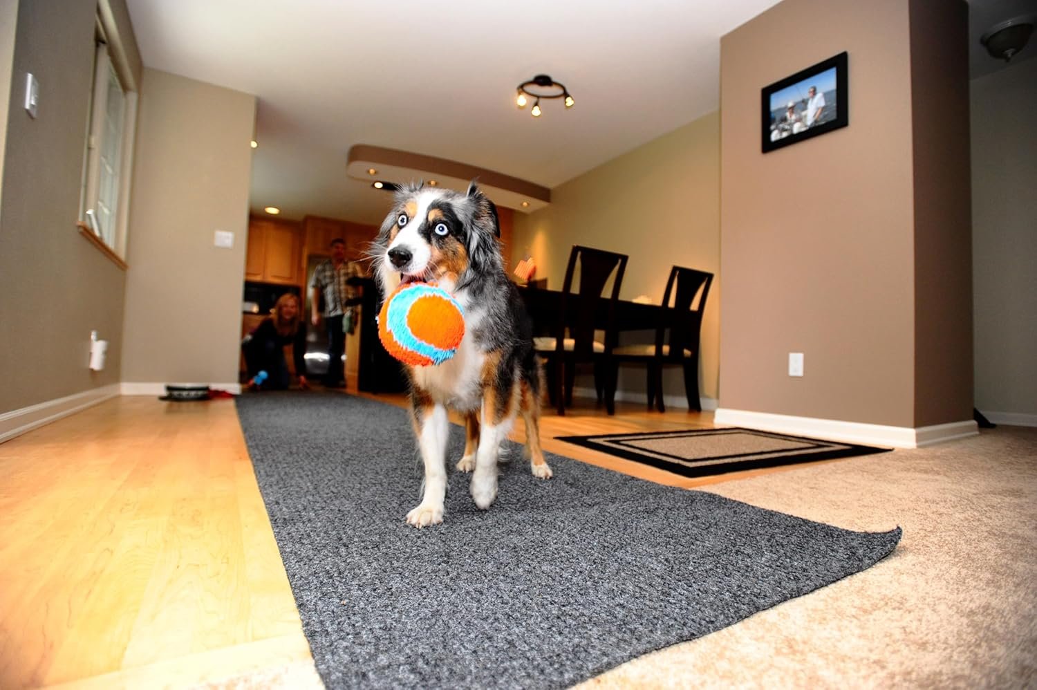 Chuckit! Indoor Fetch Ball Dog Toy (4.75 Inch), Orange and Blue - Image 4