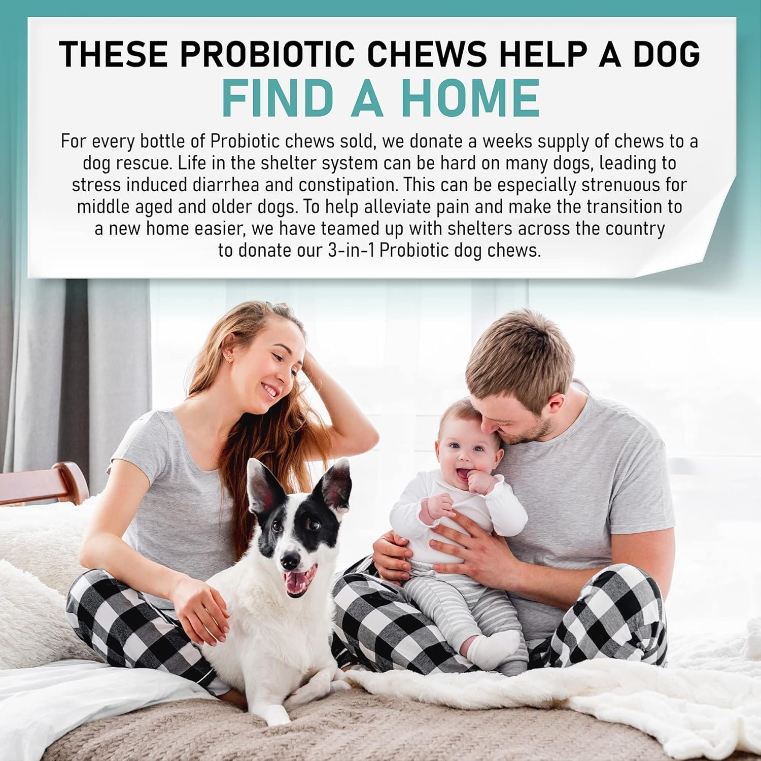 Probiotic Chews for Dogs, Support Digestive Health, Dog Probiotics and Digestive Enzymes, Dog Probiotic Chews, Probiotic Dogs, Puppy Probiotic, Pet Probiotics for Dogs - 120 Soft Chews - Image 7
