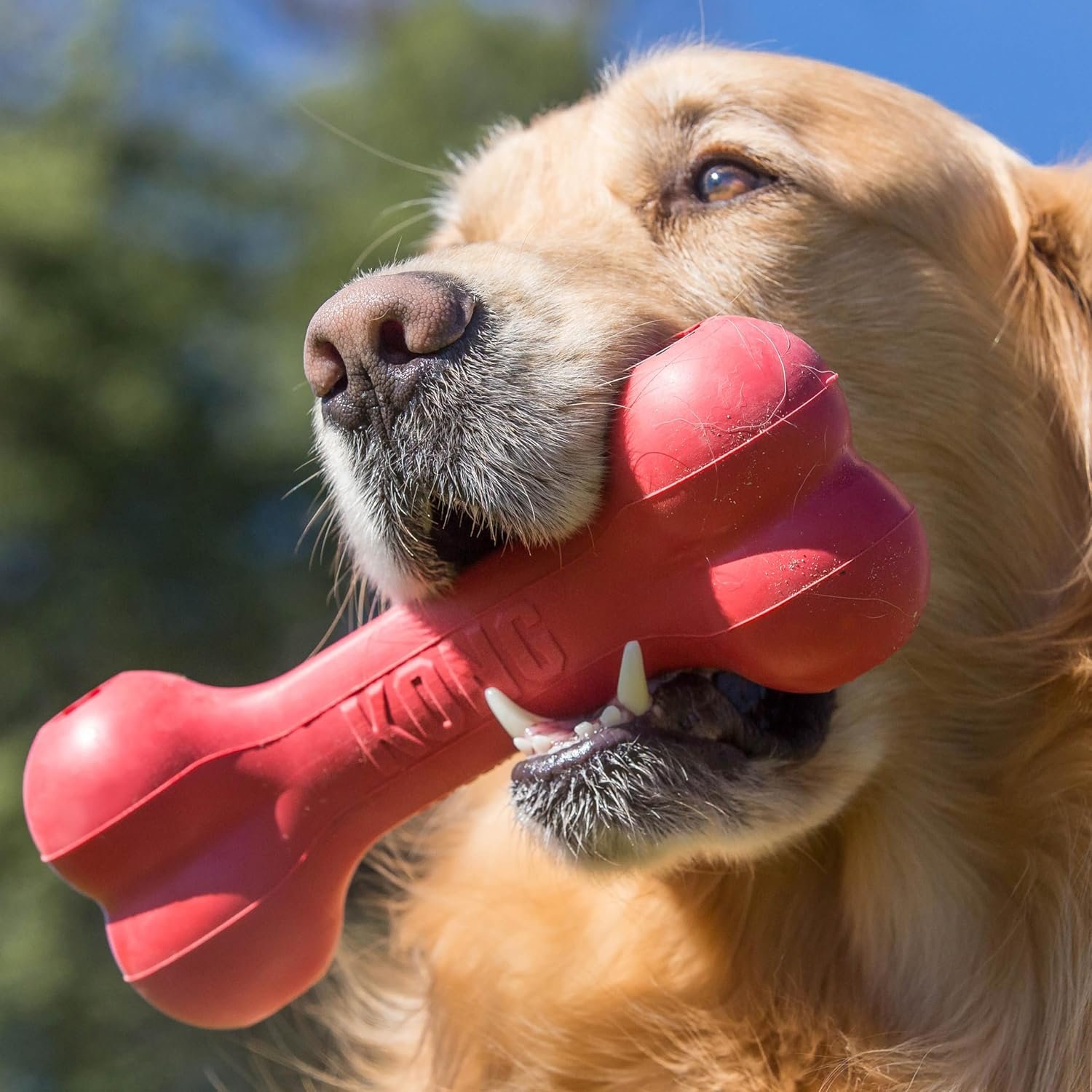 KONG Goodie Bone - Classic Durable Natural Rubber Dog Bone, Supports Mental Engagement - Treat Dispensing - Red - for Medium Dogs - Image 4
