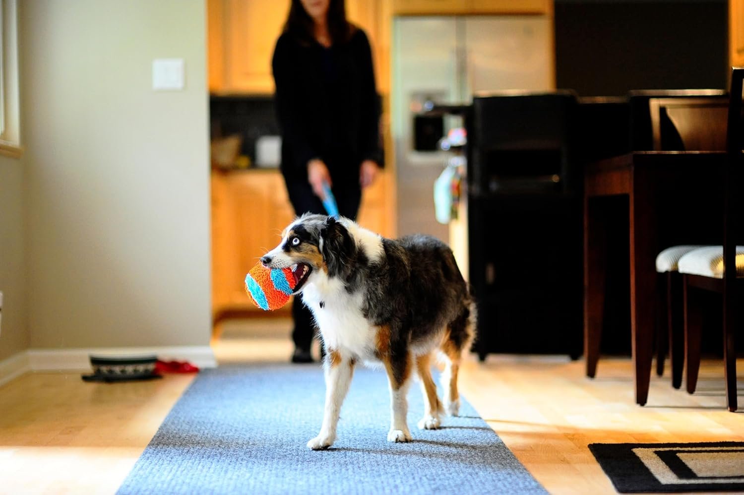 Chuckit! Indoor Fetch Ball Dog Toy (4.75 Inch), Orange and Blue - Image 6