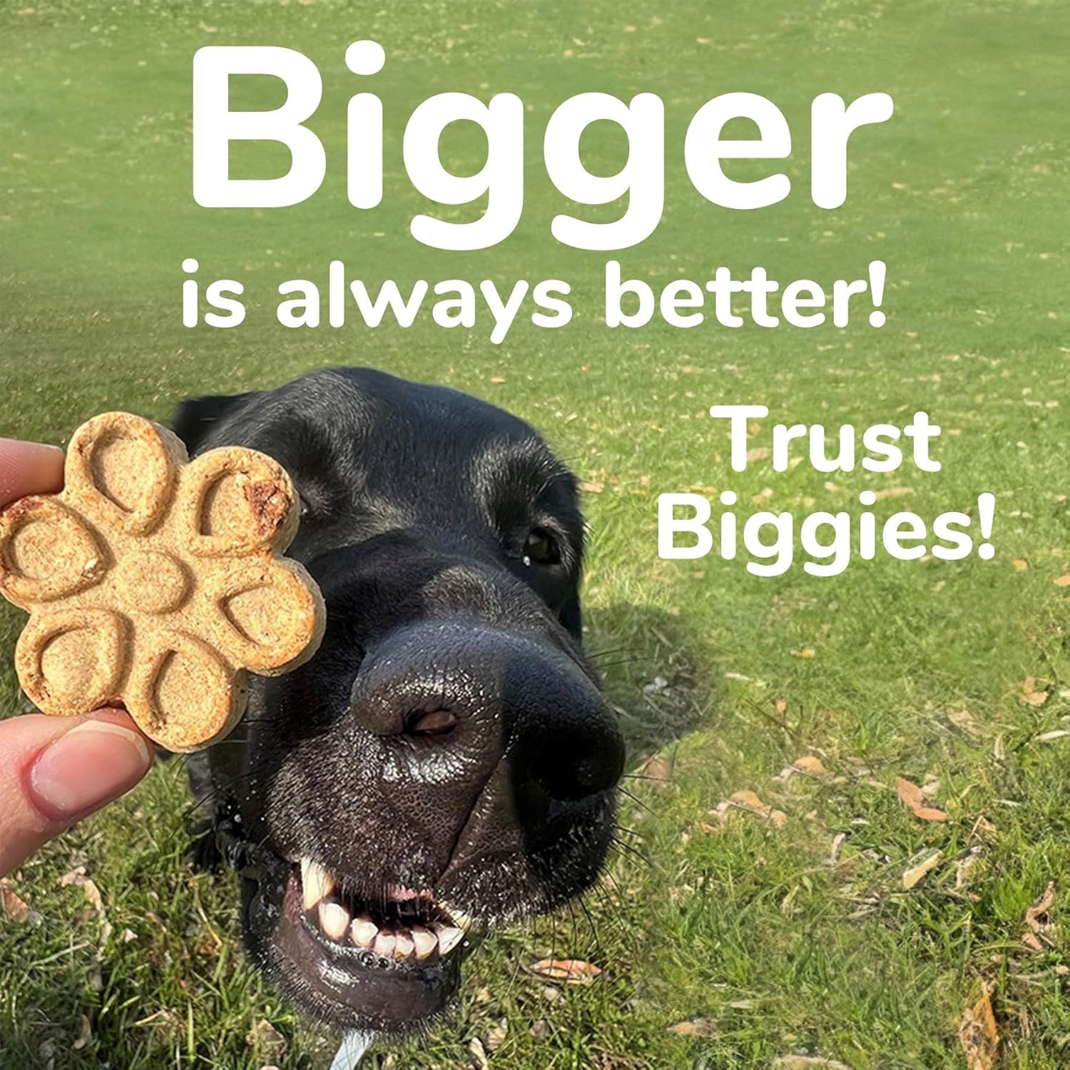 Fruitables Biggies Dog Biscuits – Crunchy Dog Biscuits Made with Pumpkin – Healthy Dog Treats Packed with Real Fruit Flavor – Free of Wheat, Corn and Soy – Peanut Butter & Banana – 16 oz - Image 4