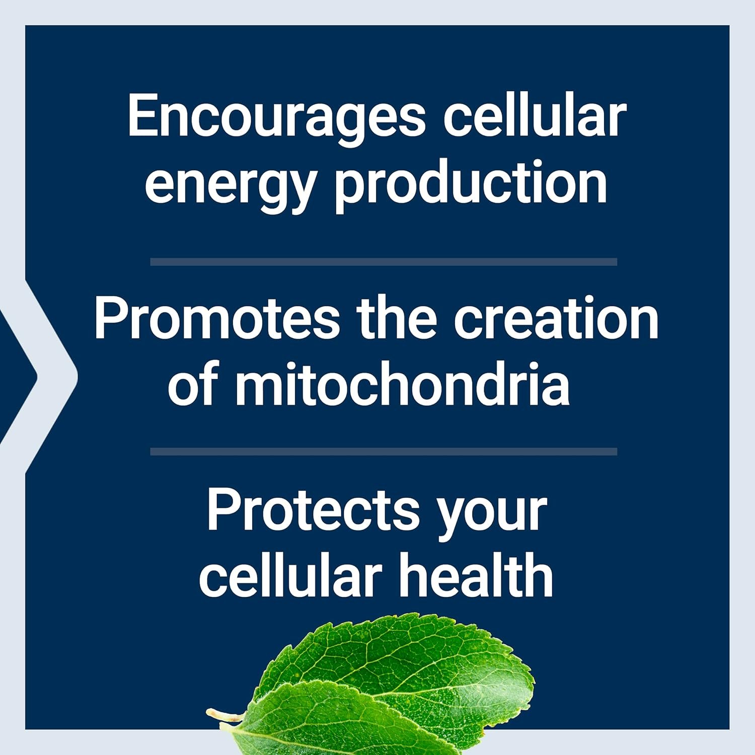 Life Extension Mitochondrial Energy Optimizer with PQQ – For Heart & Brain Health, Energy Management and Anti-Aging - Gluten-Free, Non-GMO, Vegetarian – 120 Capsules - Image 5
