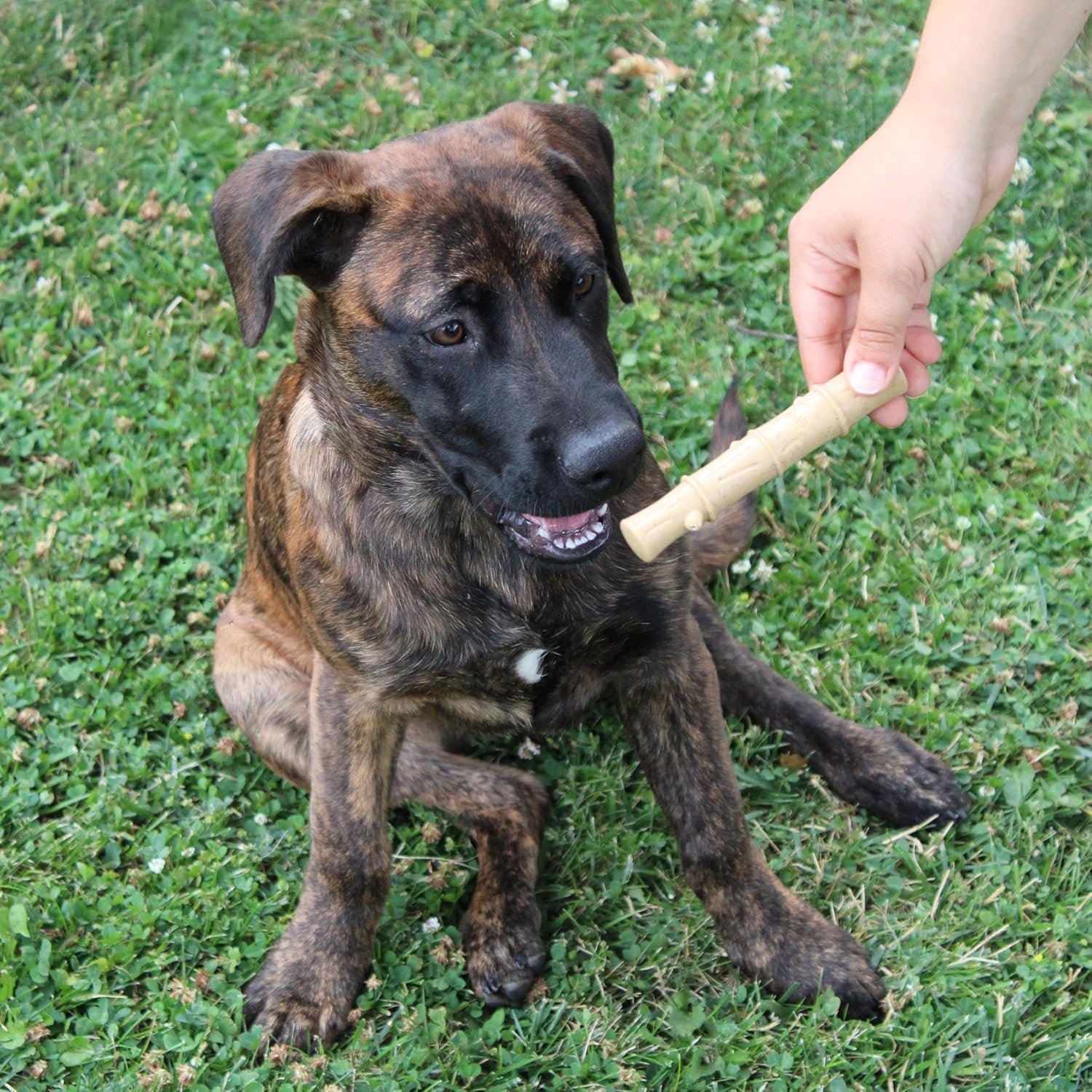 SPOT Bam-bones PLUS Bamboo Stick – Bamboo Fiber & Nylon, Durable Long Lasting Dog Chew for Aggressive Chewers – Great Toy for Adult Dogs & Puppies under 60lbs, Non-Splintering, 5.25in, Chicken Flavor - Image 12