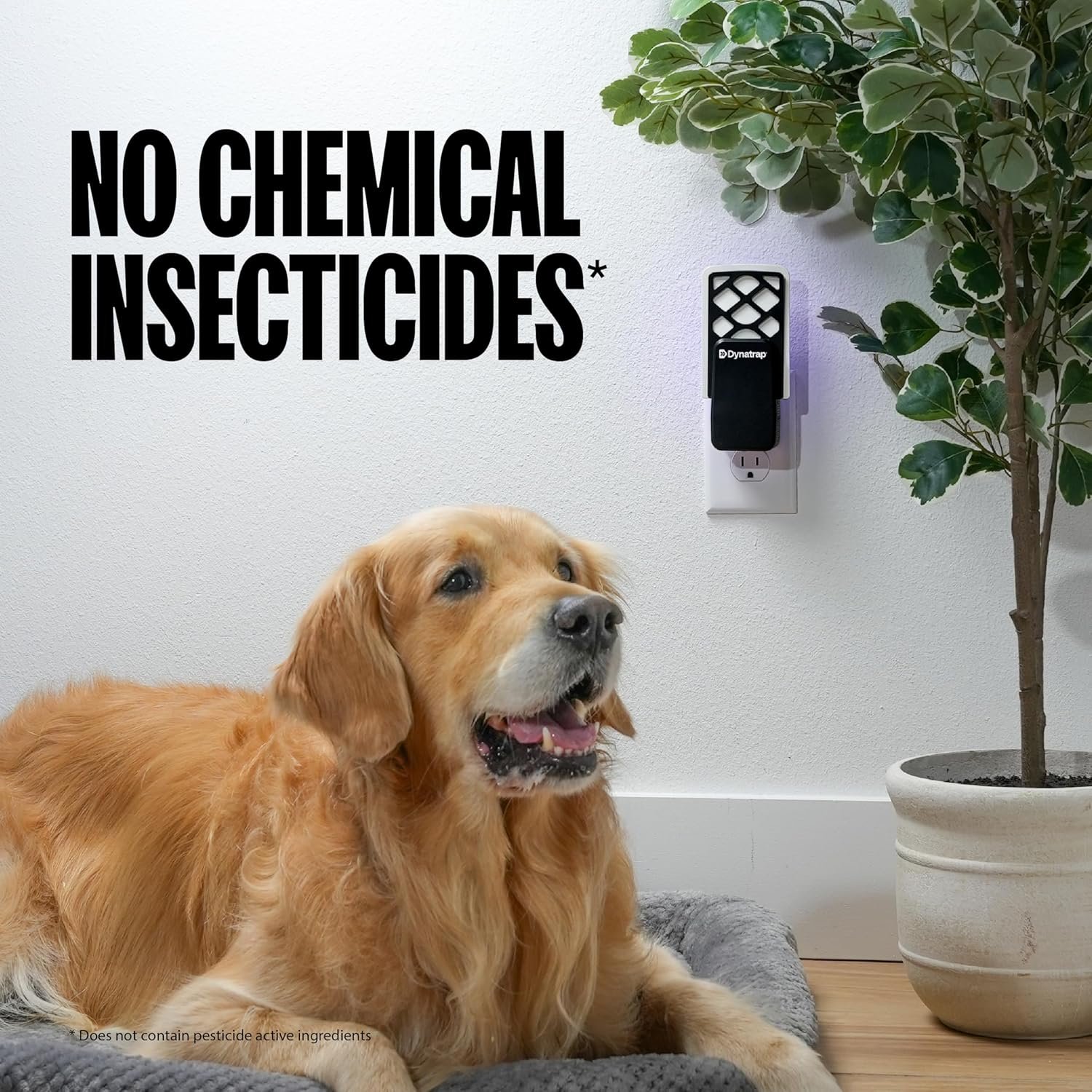 Dynatrap DT3007 Indoor Plug-in Fly Trap for Flies, Fruit Flies, Moths, Gnats, and Other Flying Insects - 1 Black Device + 2 Glue Cards - Image 6