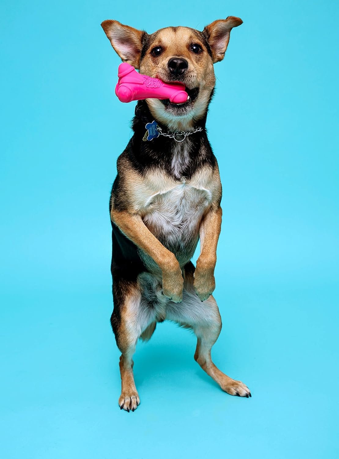 HARTZ Dura Play Soft Dog Bone Toy, Assorted Colors, 1 Ea, for Medium breeds - Image 6