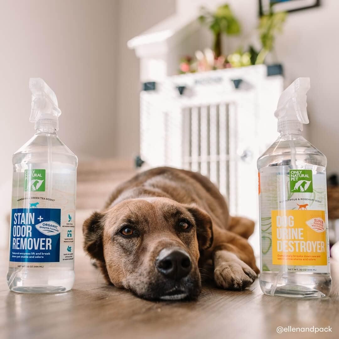 Only Natural Pet Enzyme Powered Stain & Odor Eliminator - Professional Pet Urine Pee Cleaner Deodorizer For Dogs - Hardwood Floors Carpets Upholstery - Fresh Mandarin Orange & Green Tea Scent - 32Floz - Image 8
