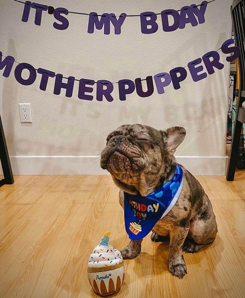 Nestpark Dog Birthday Toy - Pup Cake Puppy Cupcake Plush Squeak and Crinkle Gift - Image 3