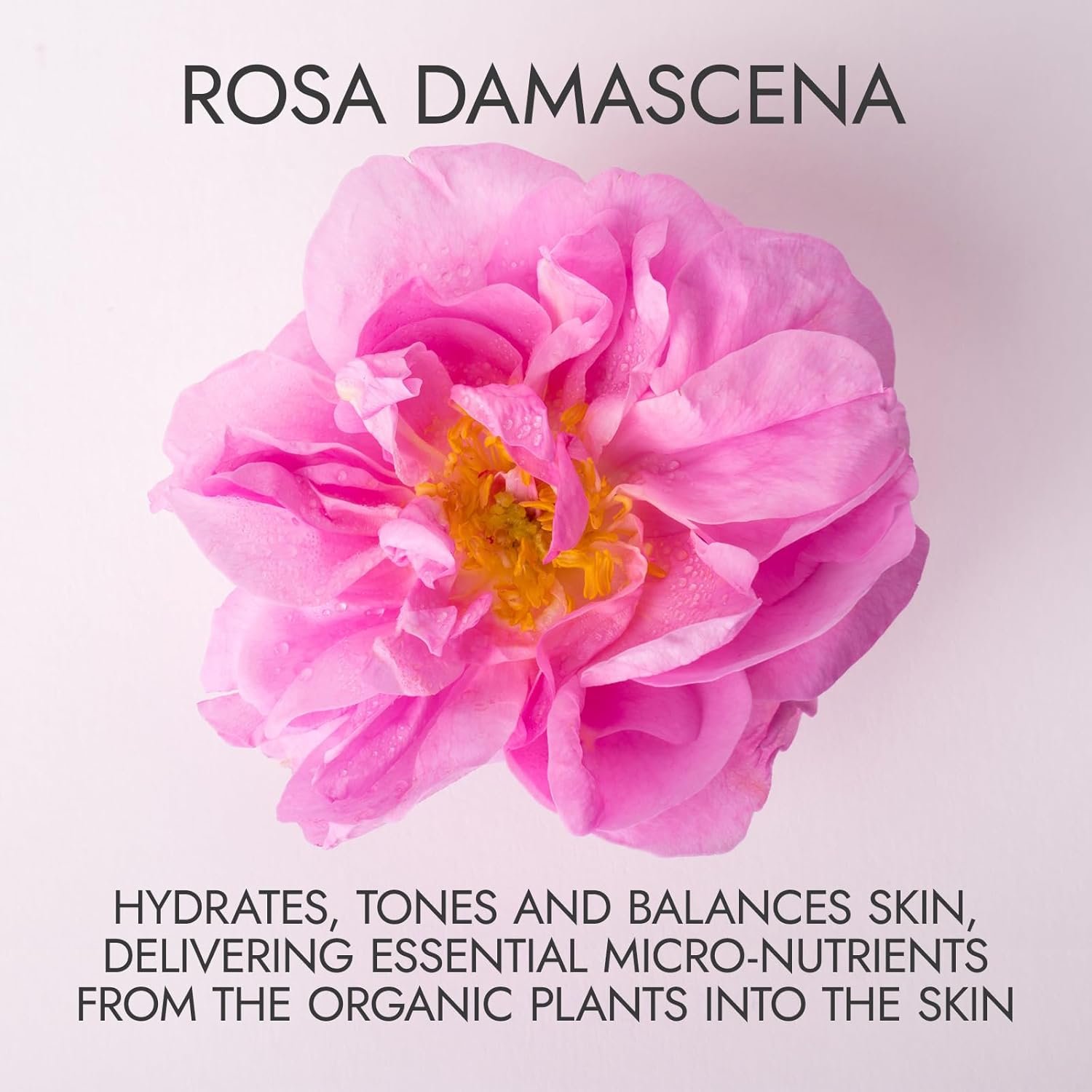 Alteya Organics Rose Water USDA Certified Organic Facial Toner, 8.5 Fl Oz/250mL Pure Bulgarian Rosa Damascena Flower Water, Award-Winning Moisturizer BPA-Free Spray Bottle - Image 3