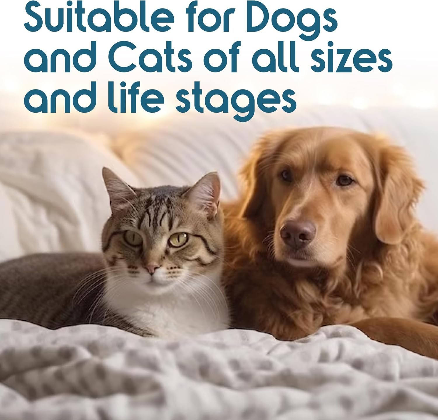 Recommended by Veterinarians Because it Simply Works Better. ioVet Oral Pet Water additive effortlessly Helps Your pet to The Clean, Healthy Mouth & Dazzling Fresh Breath You've Always Hoped for. - Image 8