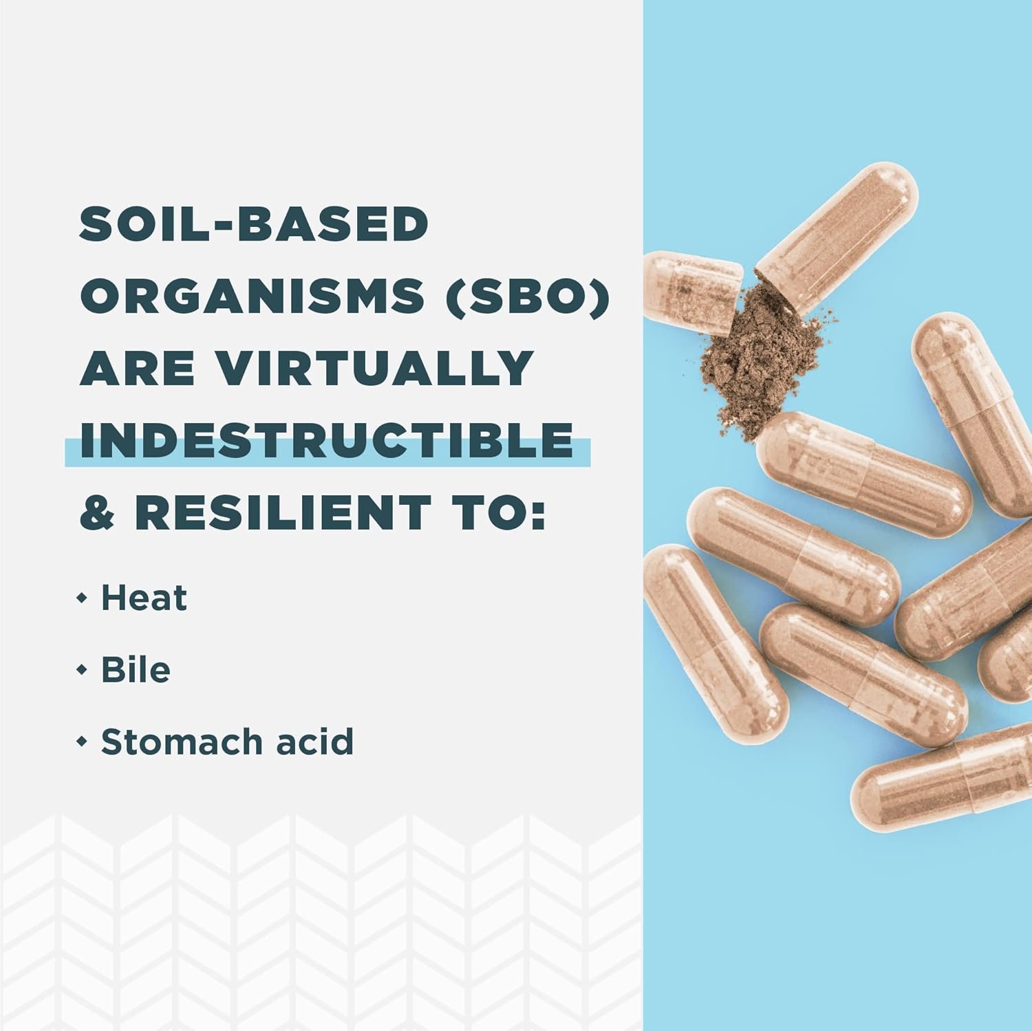 Ancient Nutrition Probiotic for Women, Once Daily Women's Probiotics for Vaginal Health, 30ct, Healthy Yeast Balance for Feminine Care, Made with Cranberry and Apple Cider Vinegar, 25 Billion CFUs - Image 7