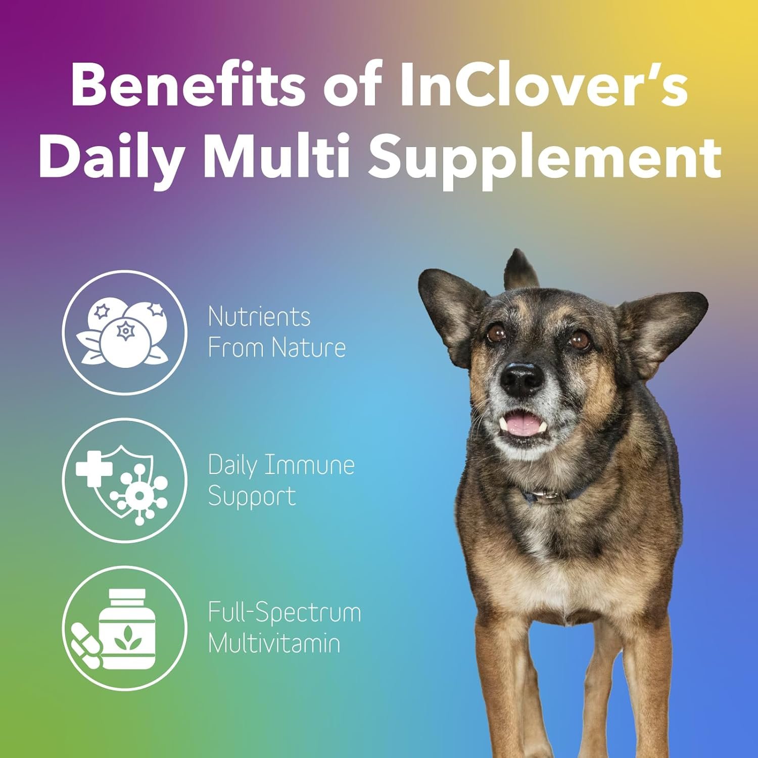 InClover Daily Multi Cat & Dog Vitamin - Canine & Feline Vitality Powder - Immunity Boost with Organic Blueberry, Seaweed, Turkey Tail Mushroom & Postbiotic Fibers - Critical Immune Defense Supplement - Image 3