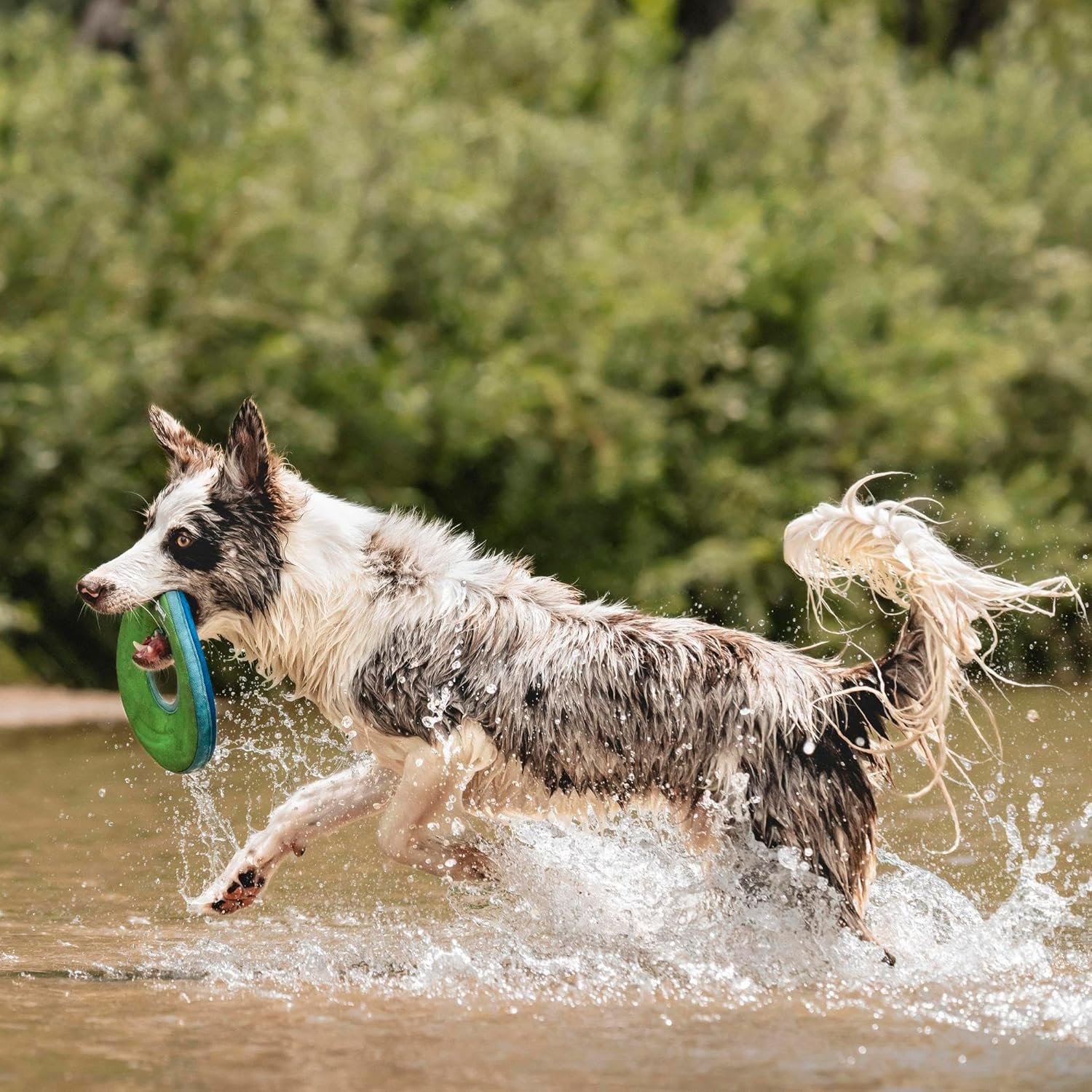 ChuckIt! Zipflight Flyer Dog Frisbee & Dog Toy that Floats; Gentle On Dog's Teeth and Gums; Medium - Image 3