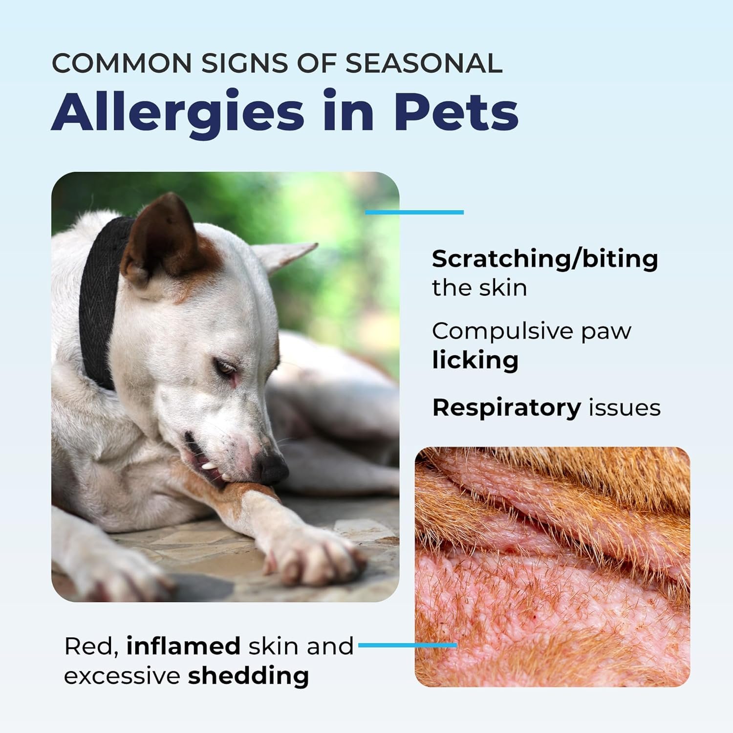 Vetnique Labs Dermabliss Dog Allergy and Itch Relief, Skin and Coat Health Supplements and Grooming Supplies with Omega 3-6-9, Biotin - Ditch The Itch (Itch Relief, 16oz Shampoo) - Image 5