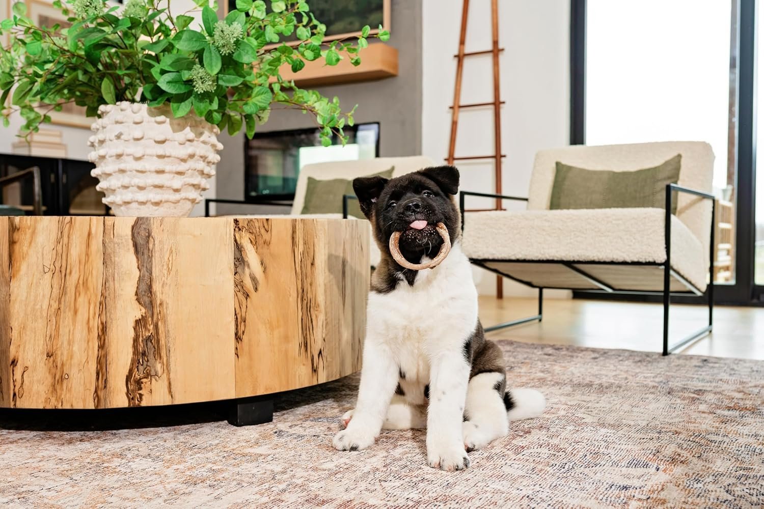 N-Bone Puppy Teething Ring Pumpkin Flavor 7.2 Oz/(6 Count) - Image 8