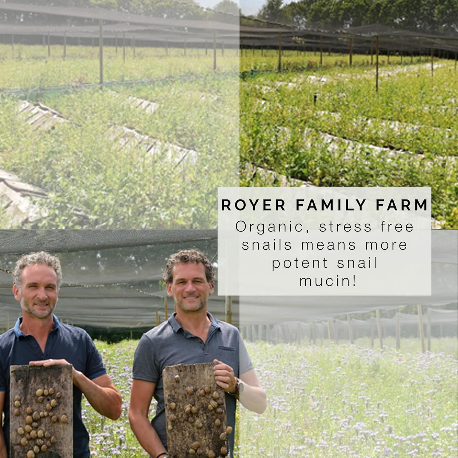 100% Pure Organic Snail Mucin Serum, Made in France - Luxury Beauty Serum & Skin Repair Serum, 1 Oz. - Image 4