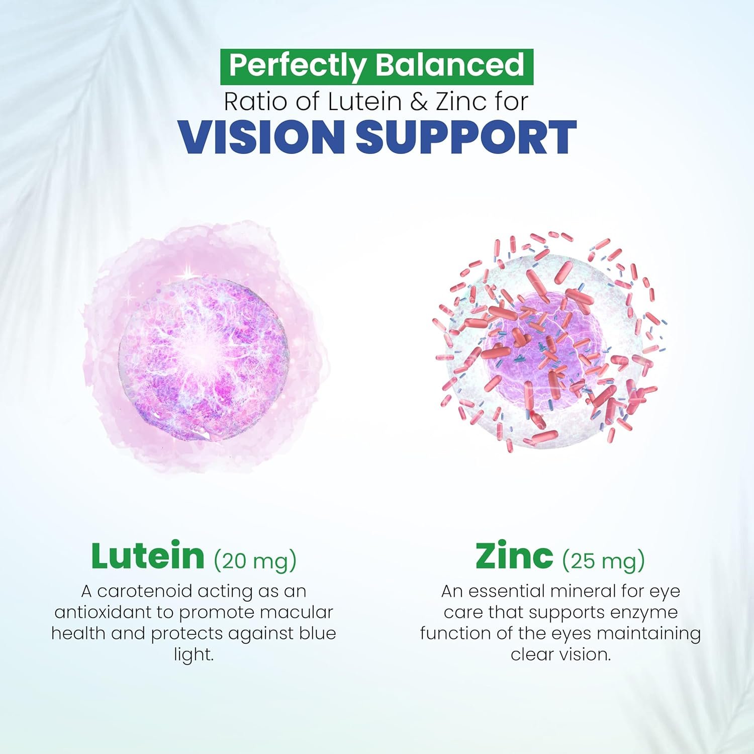 Vision Support Eye Vitamins for Macular Health | Supplements with Lutein, Zinc, Vitamin A & Bilberry | Areds 2 Formula for Red & Dry Eyes, Sight Care (1 Bottle, 60 Capsules) - Image 7