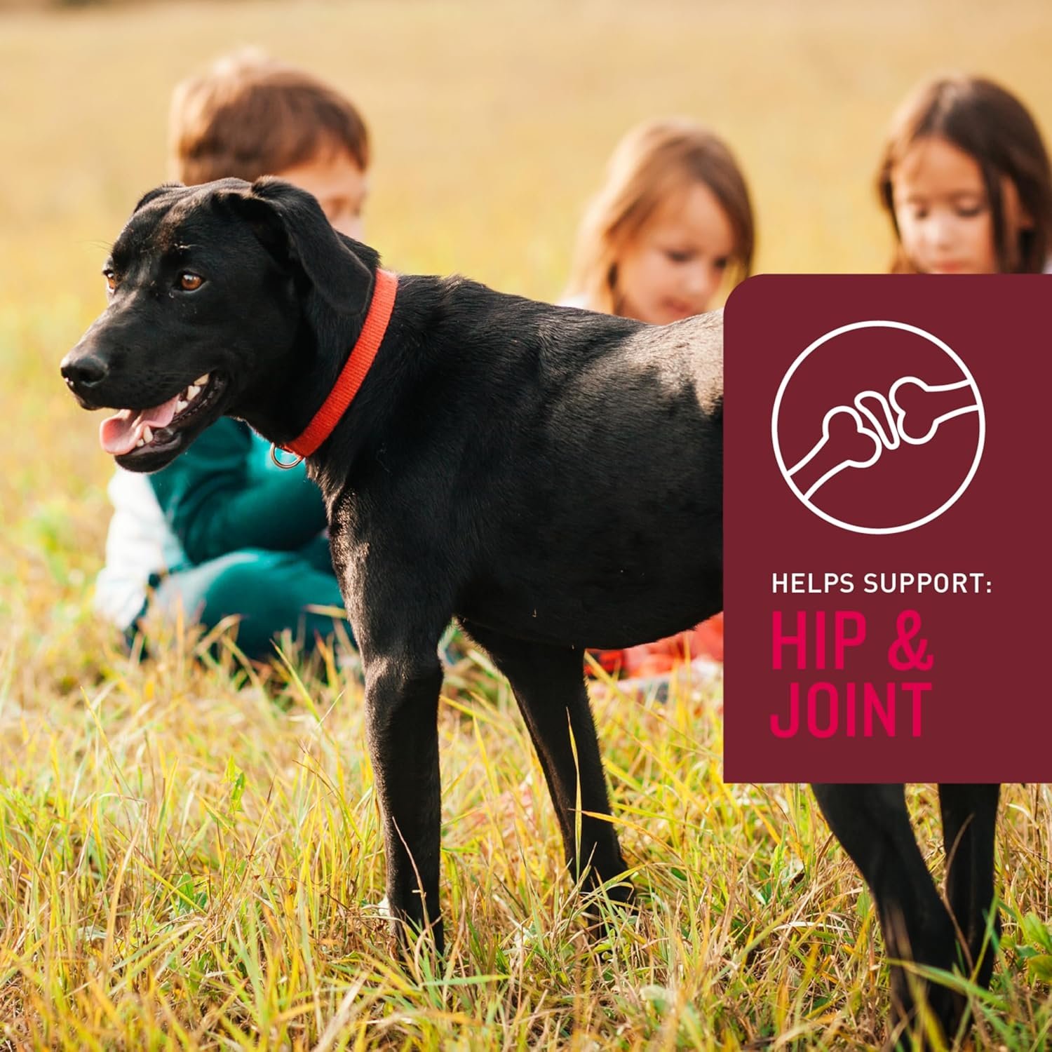 VetIQ 5-in-One Supplement for Dogs, Supports Hip & Joint, Urinary Tract, Immune System, Skin Health and Heart Health, Soft Chews, Made in The USA, 60 Count (Packaging May Vary) - Image 4