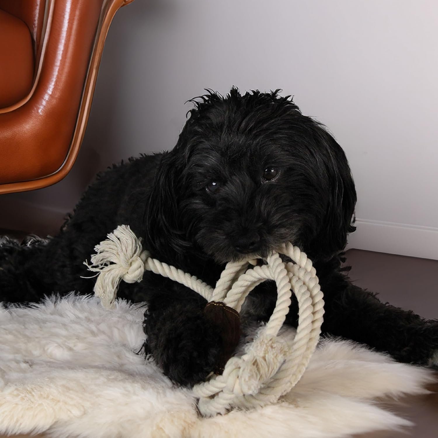 Official Yellowstone Merchandise | Indoor Dog Toy Bundle Variety Gift Set | Lasso Rope, Plush Squeaky Brown Cow, and Cowboy Hat with Tug Rope - Image 5
