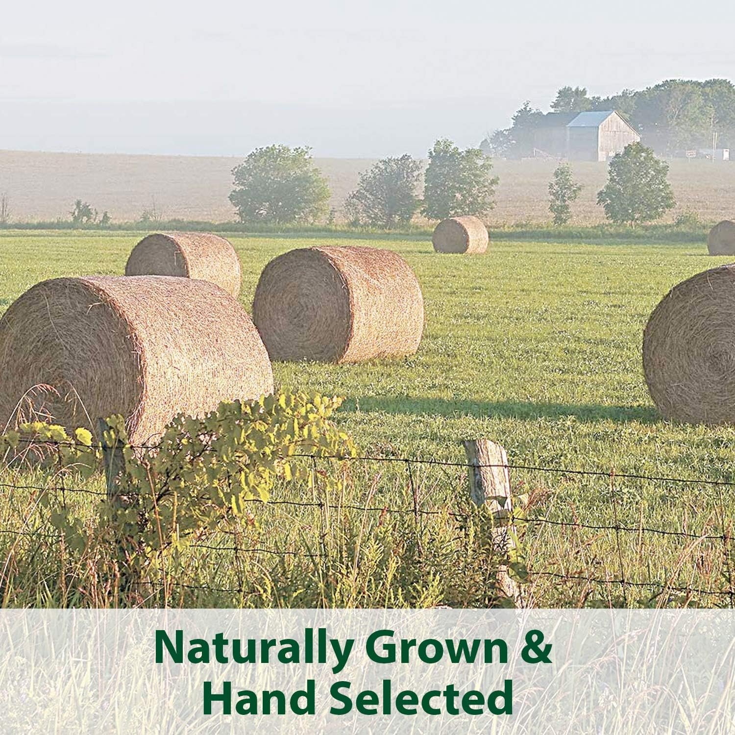 Kaytee Timothy Hay Blend Cubes for Pet Rabbits, Guinea Pigs, Chinchillas, and Other Small Animals, 1 Pound - Image 8