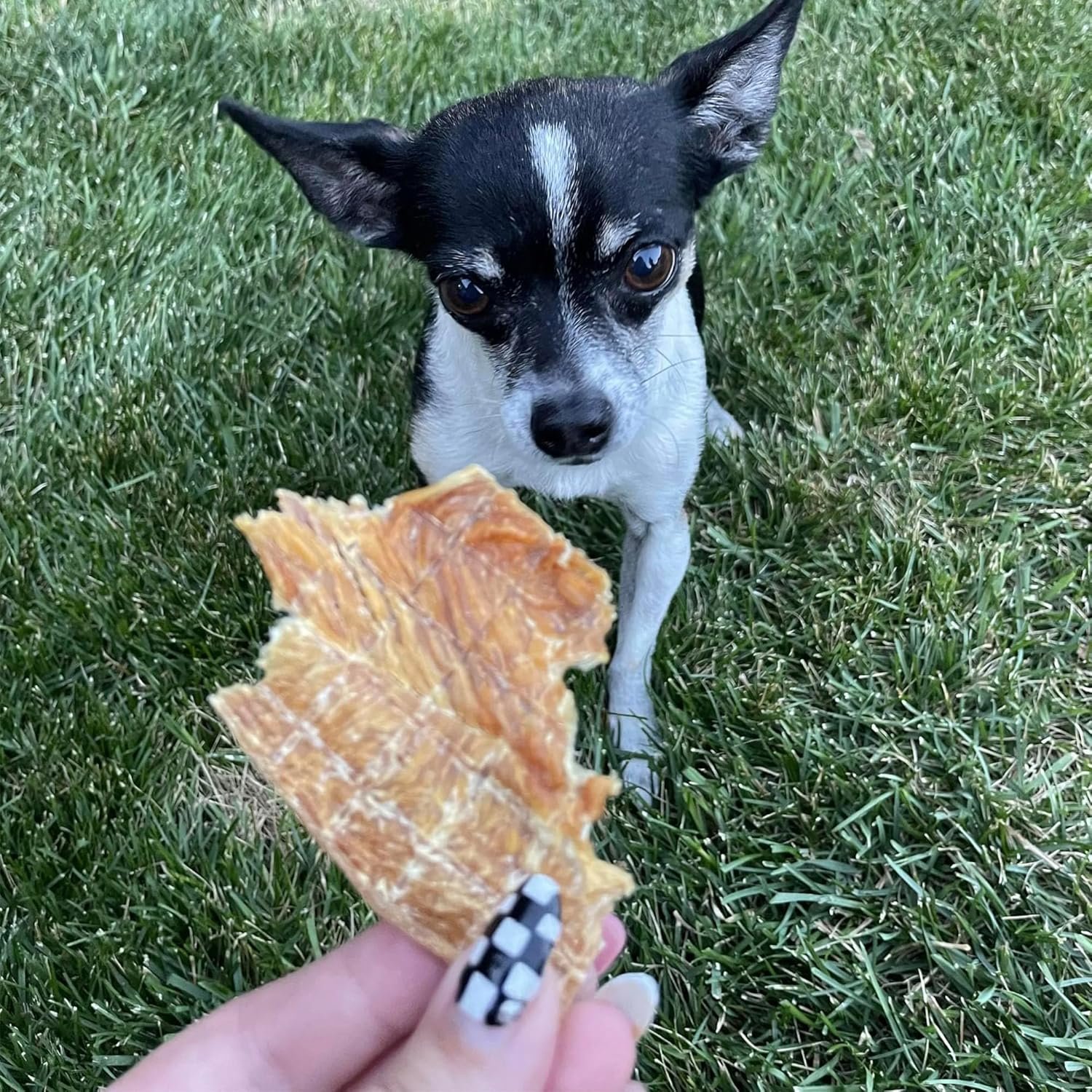 Pupford Chicken Jerky Treats for Dogs for Large & Small Dogs of All Ages | Made in USA, 100% Real Meat & No Fillers | Dogs Love These Tasty Dog Snacks (Chicken 4 oz) - Image 7