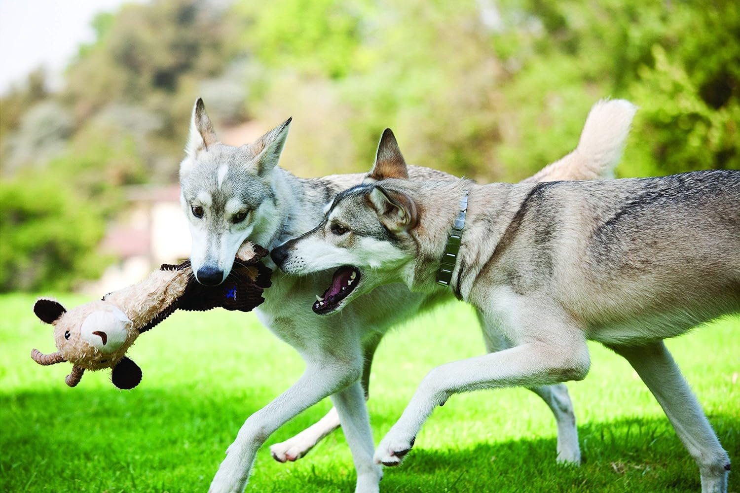 Outward Hound by Charming Pet Cuddle Tugs Bunny Plush Squeaky Dog Toy - Image 5