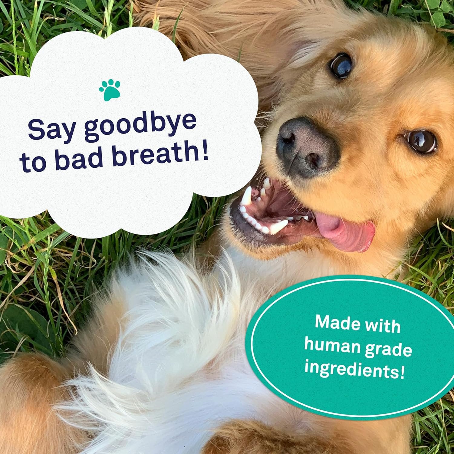 Petpost | Dental Solution for Dogs - Water Additive That Eliminates Bad Breath - Dirt, Gunk, and Tooth Buildup Gone - Natural Tooth Cleaning Solution 16 oz. - Image 4