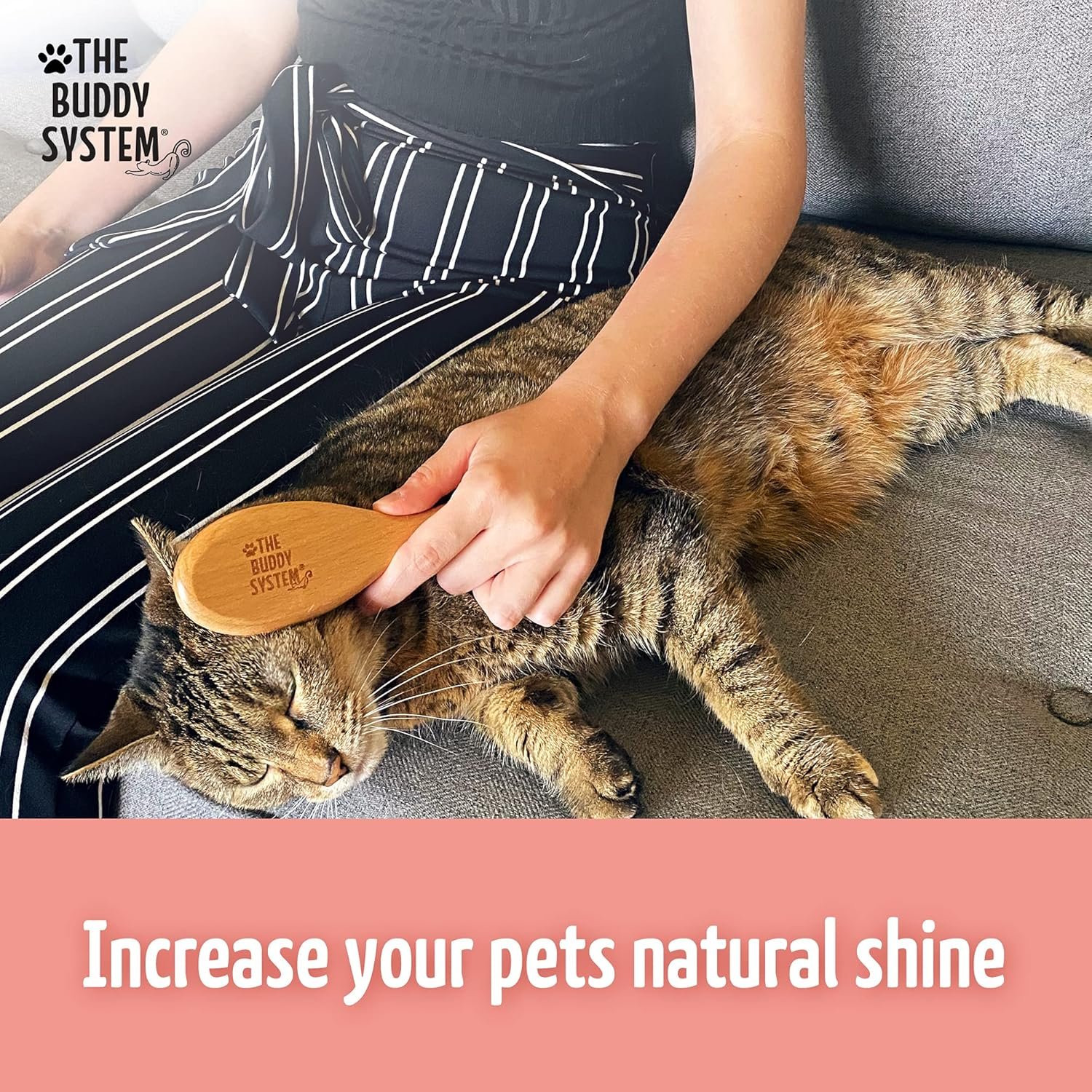The Buddy System Cat Brush with Boar Bristle and Wooden Handle, Professional Grade Daily Grooming Hairbrush, Reduce Shedding, Soft Hair and Healthy Shine (1 Pack) - Image 6
