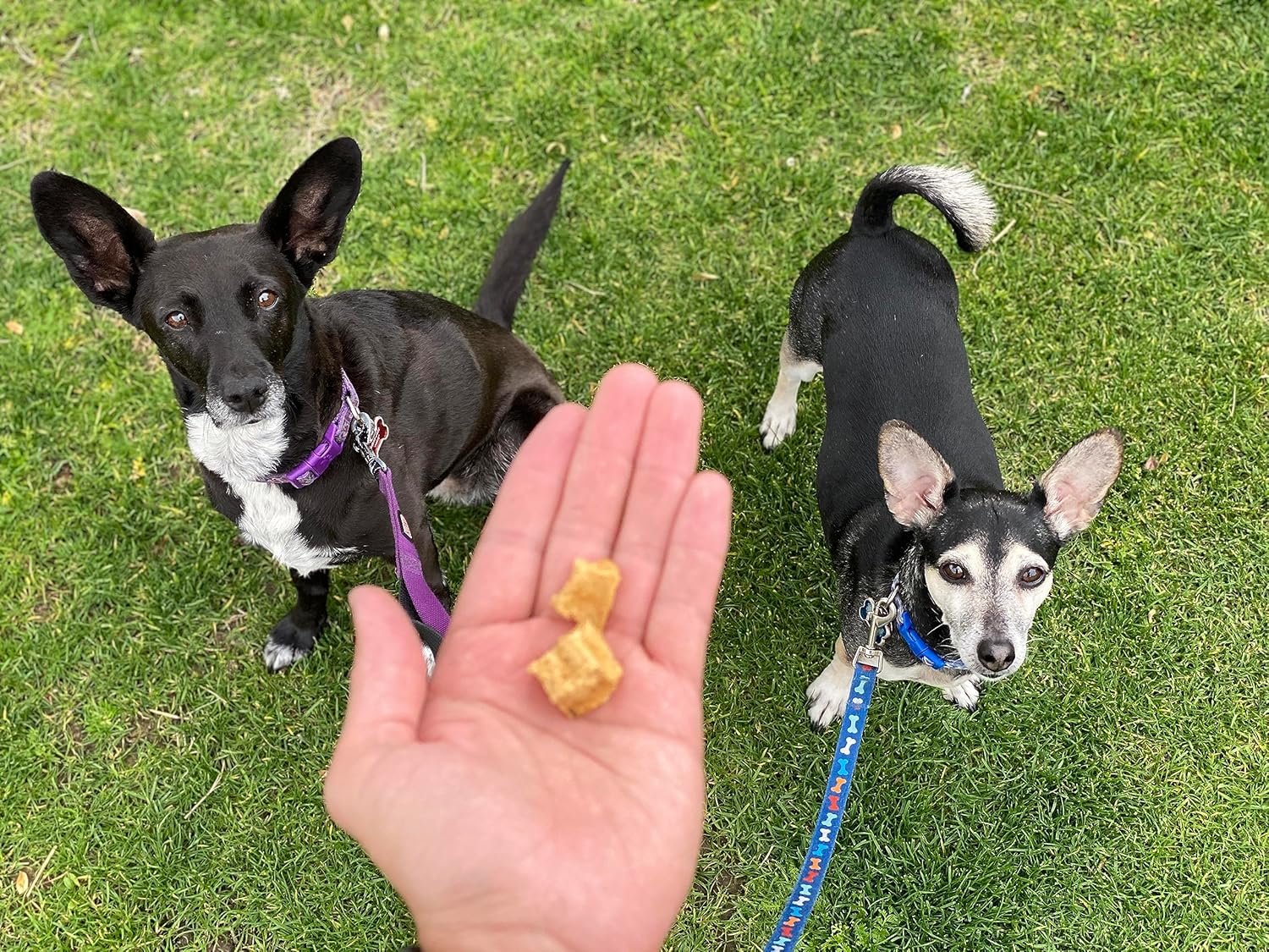 Redbarn All-Natural Air Dried Chicken Training Treats for Puppies & Dogs – Grain-Free Single Protein Rewards Made in USA for Small, Medium, & Large Breeds - 8 oz Resealable Bag - Image 6