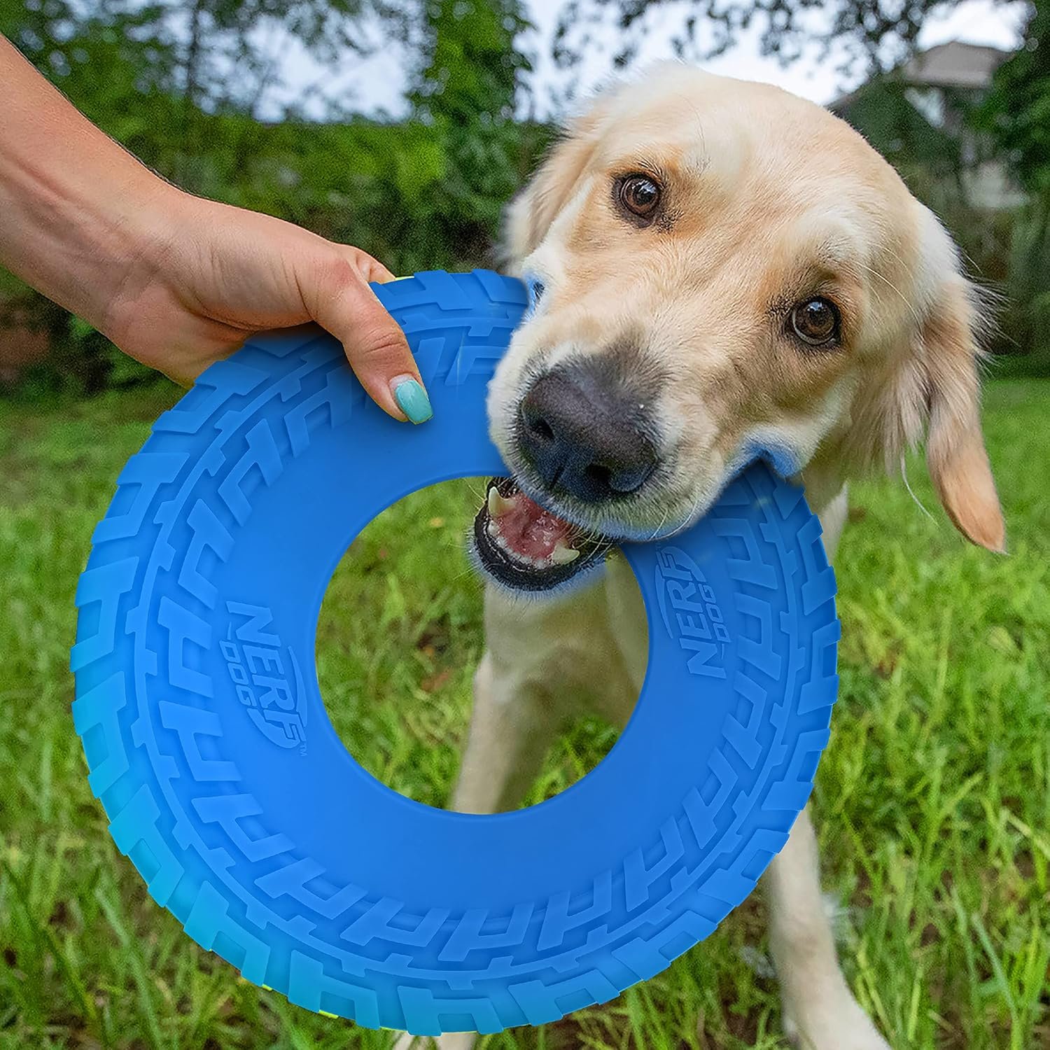 Nerf Dog Rubber Tire Flyer Dog Toy, Frisbee, Lightweight, Durable, Floats in Water, Great for Beach and Pool, 10 Inch Diameter, For Medium/Large Breeds, Single Unit, Blue - Image 3