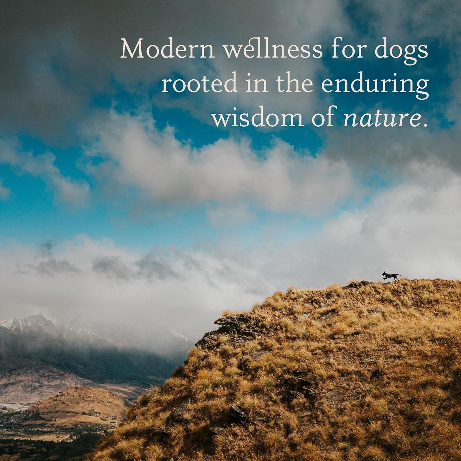 Manuka Dog Ear Cleaner Wipes - Otic Cleanser for Dogs to Stop Ear Itching, and Infections with Aloe and Manuka Honey - 50 Count - Image 4