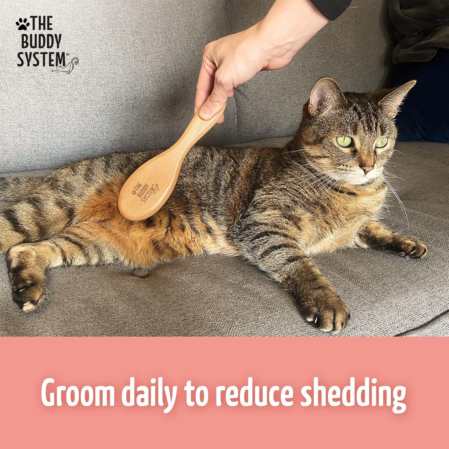 The Buddy System Cat Brush with Boar Bristle and Wooden Handle, Professional Grade Daily Grooming Hairbrush, Reduce Shedding, Soft Hair and Healthy Shine (1 Pack) - Image 5