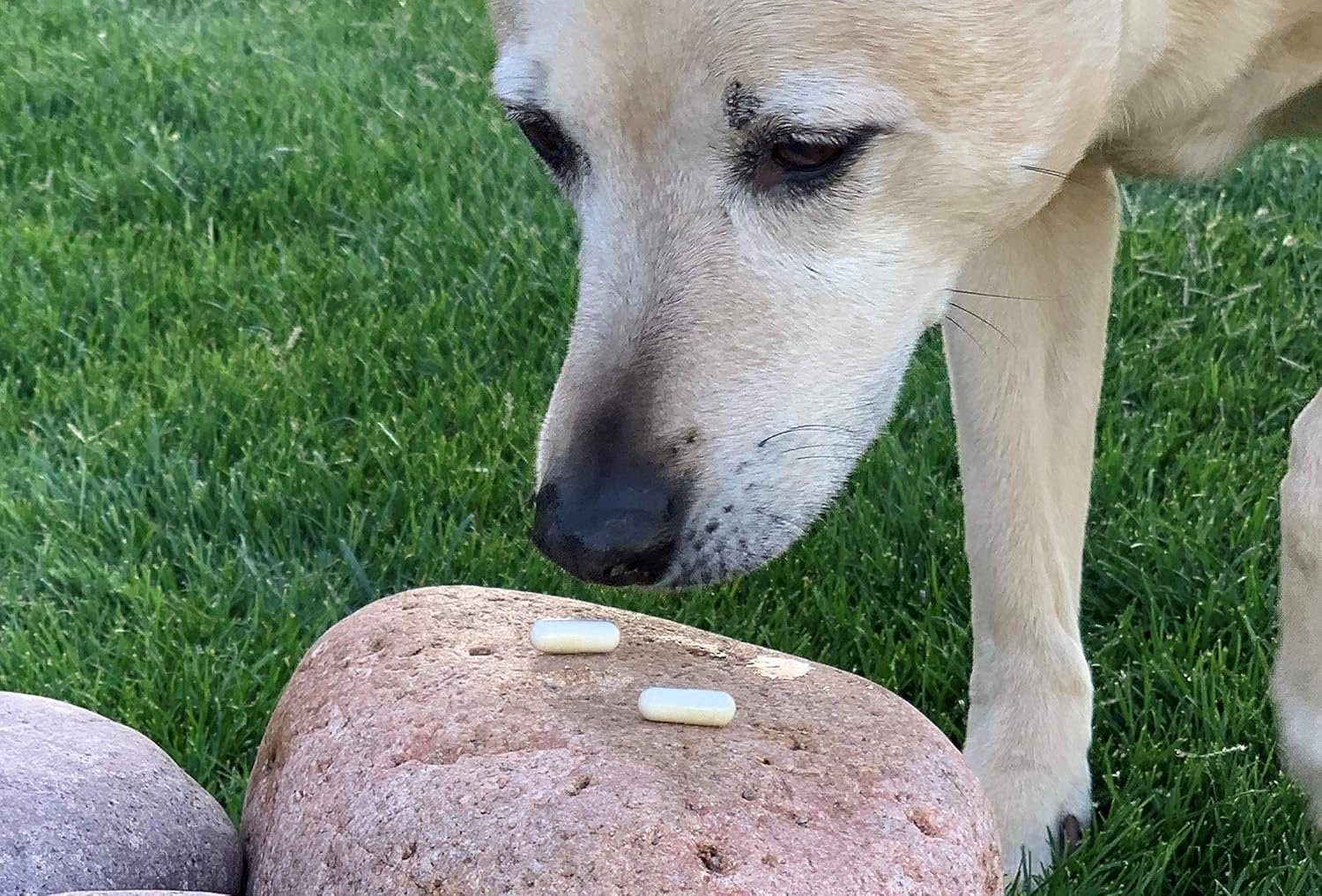 Essential Pet Probiotics with Direct-fed Microorganisms for Digestive Support in Dogs - Image 3