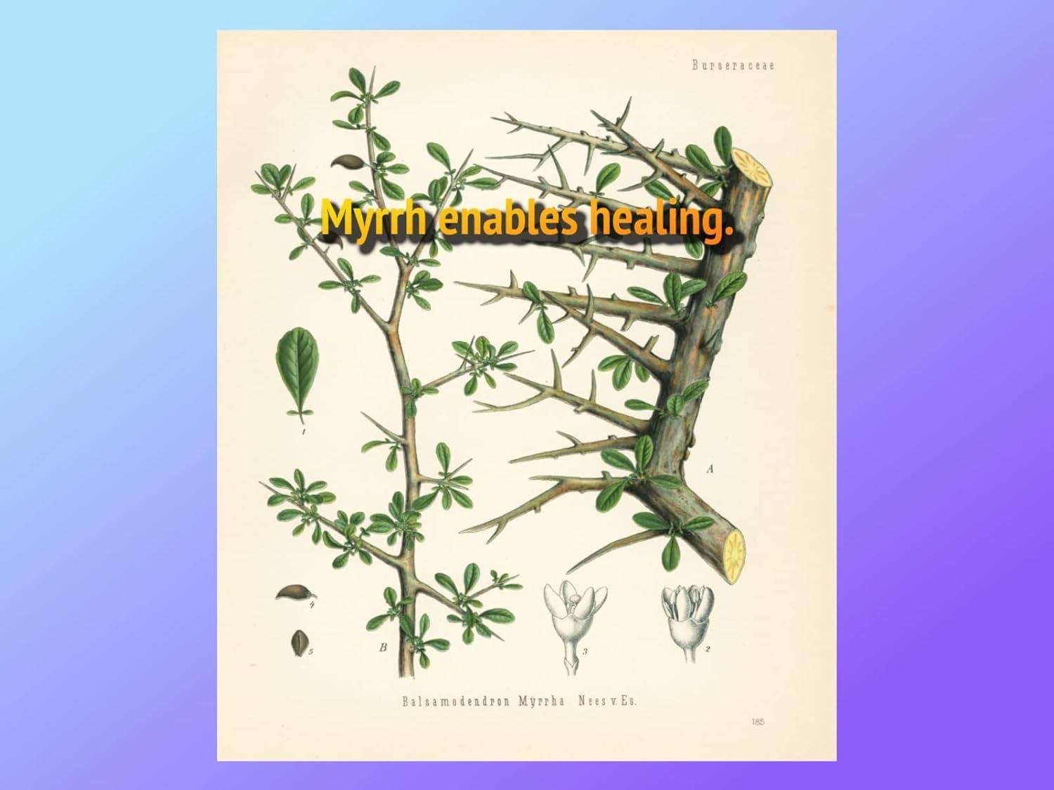 First Aid for Athlete's Foot & Toe Nail Fungus, Fungus Fixer is Safe, Fast & Effective, Max Strength, Developed by Athletes & Doctors, Restore Your Healthy Feet 0.5fl oz - Image 4