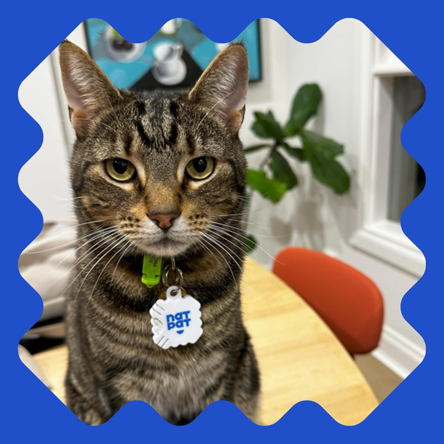 NATPAT Pet Zen Calming Patches for Dogs & Cats – Non-Medicated Effective Stress Relief for Travel, Fireworks & Separation Anxiety - Long Lasting & Non-Toxic (28 Patches) - Locket Sold separetely - Image 7