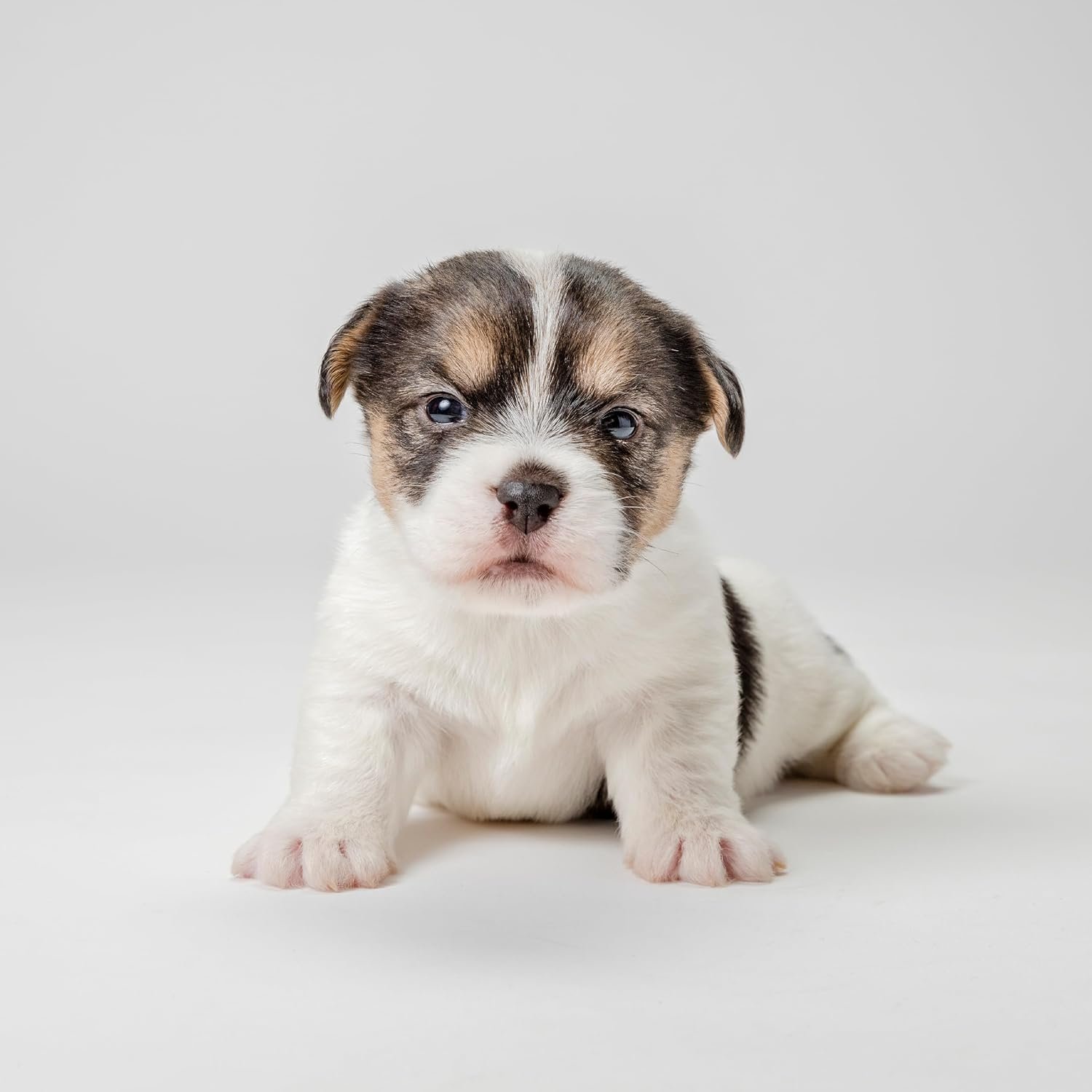 Pet-Ag Fresh ’n Clean Oatmeal ’n Baking Soda Shampoo - Tropical Fresh Scent - 18 oz - Nurtures Dry, Itchy & Sensitive Skin with Vitamin E & Aloe - Strengthens & Repairs Coats - Soap Free - Image 6