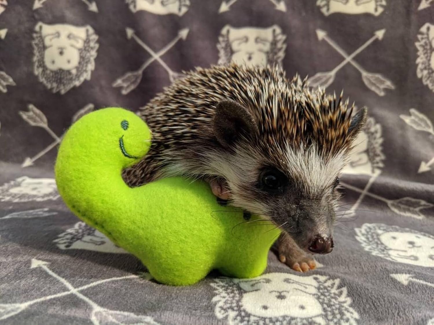 Billy the Bronto Dino Chibi Kawaii Mint Stuffed Fleece Hedgehog Rat Guinea Pig Degus Chinchilla Enrichment Toy Small Animal Photo Prop Cage Buddy Mint Stick Alternative - Image 5