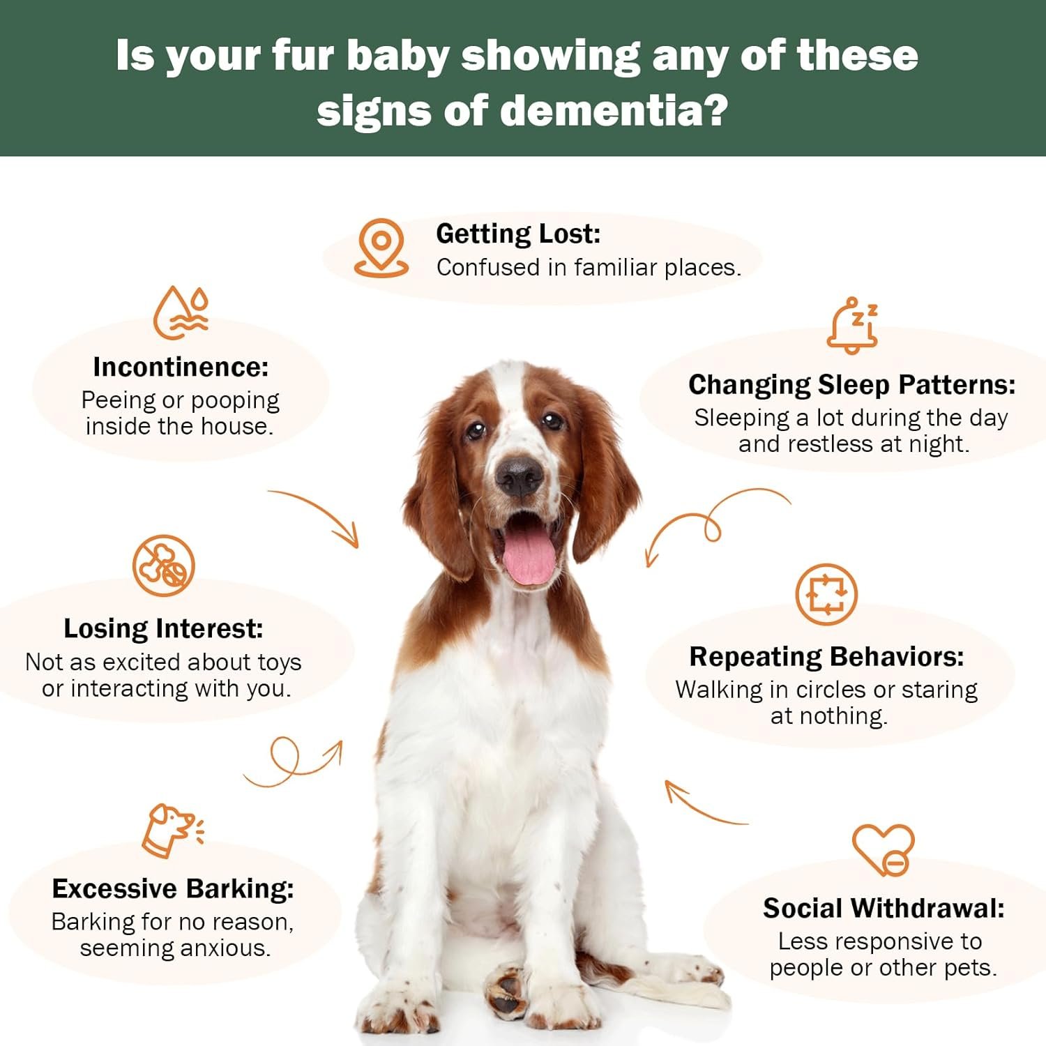 Senior Dog Supplements for Brain Health & Nervous System Support, Dementia Supplement for Calming & Relaxation, Canine Cognitive Dysfunction (CCD), Addresses Getting Lost, Social Withdrawal - 59 ML - Image 4