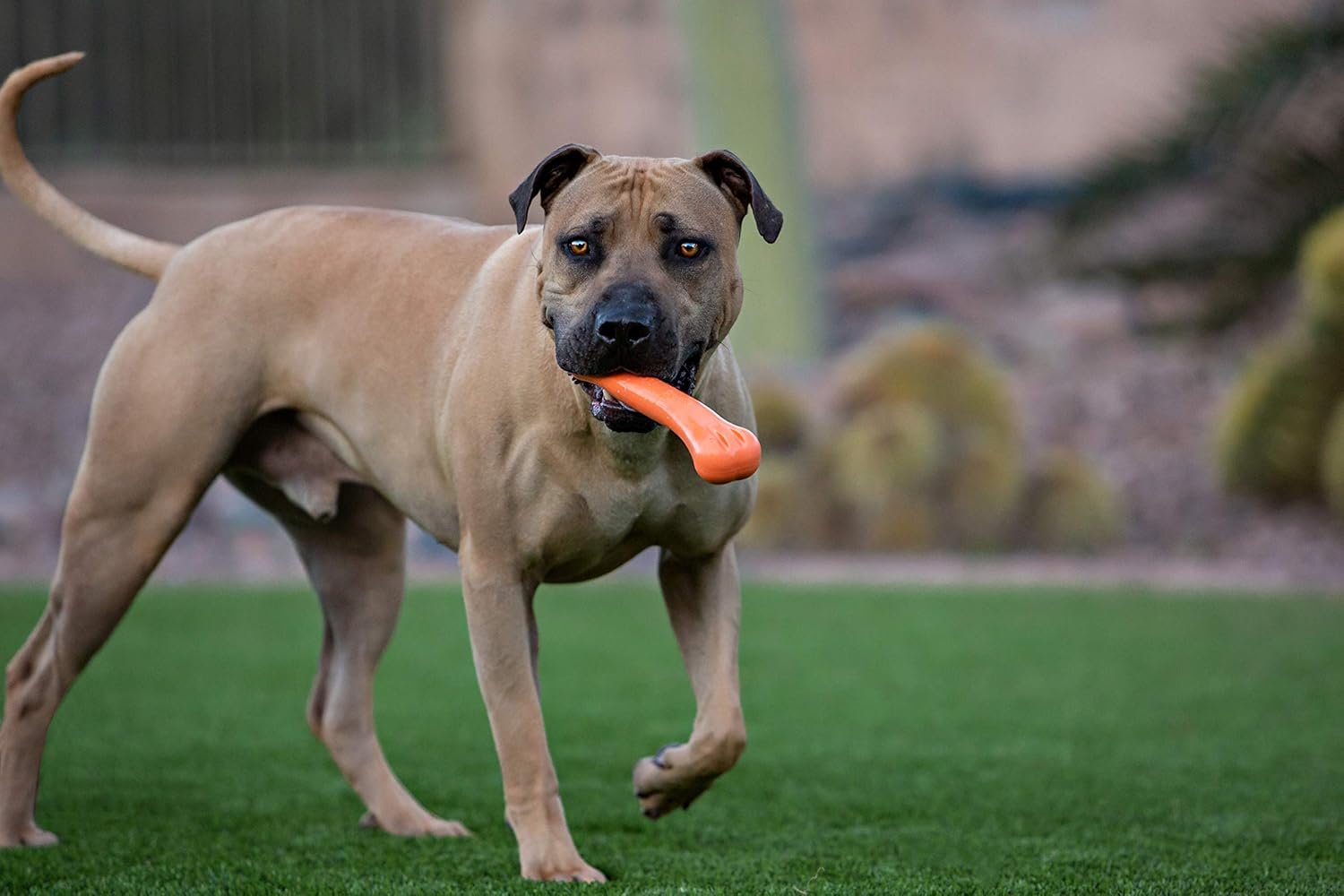 Jolly Pets 9-inch, Jolly Bone, Orange, Large - Image 3