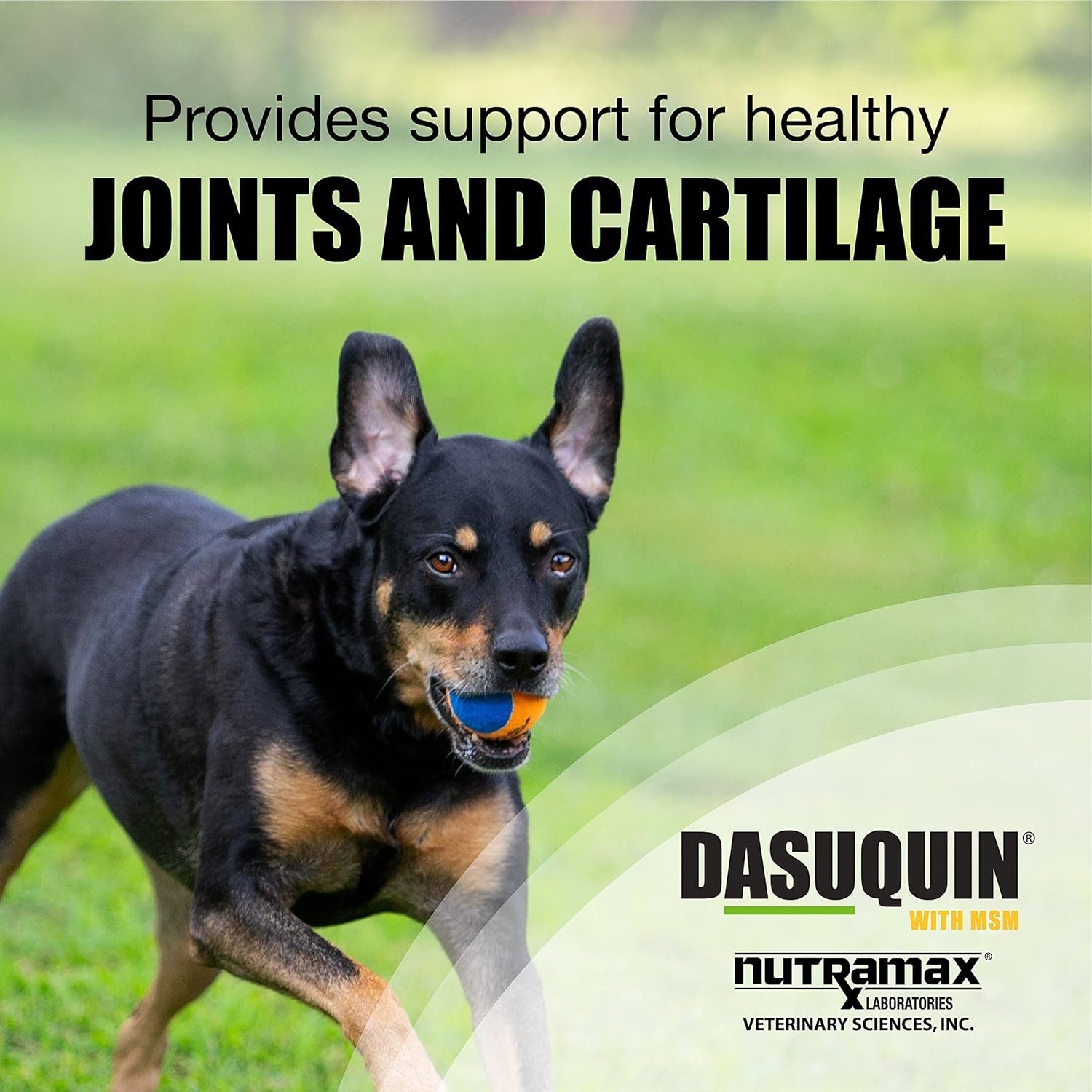 Nutramax Laboratories Dasuquin with MSM Joint Health Supplement for Large Dogs - With Glucosamine, MSM, Chondroitin, ASU, Boswellia Serrata Extract, and Green Tea Extract, 84 Soft Chews - Image 4