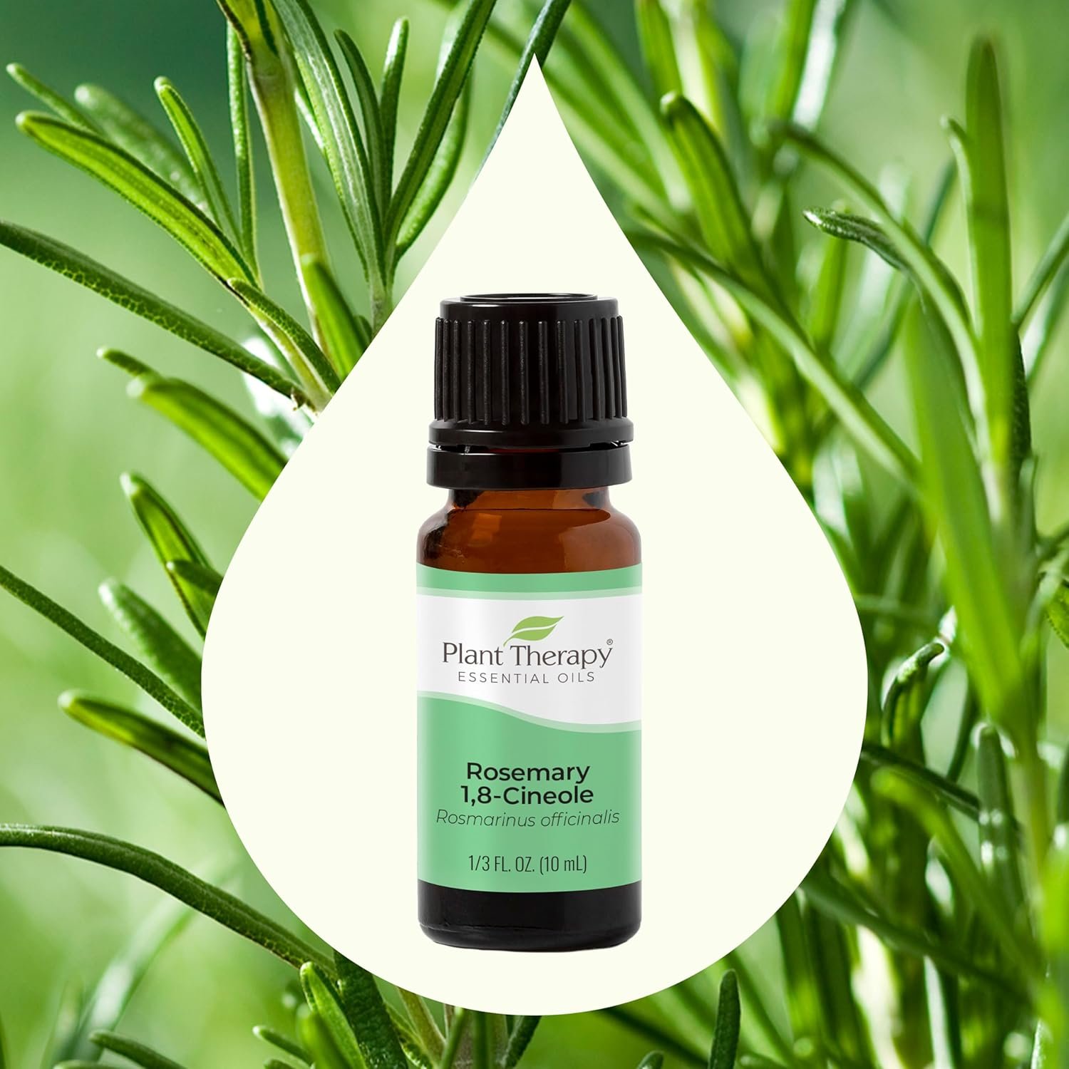 Plant Therapy Rosemary Essential Oil for Hair Growth, 100% Pure, Undiluted, Natural Aromatherapy for Diffuser & Rosemary Oil for Hair & Scalp, Therapeutic Grade 10 mL (1/3 oz) - Image 4